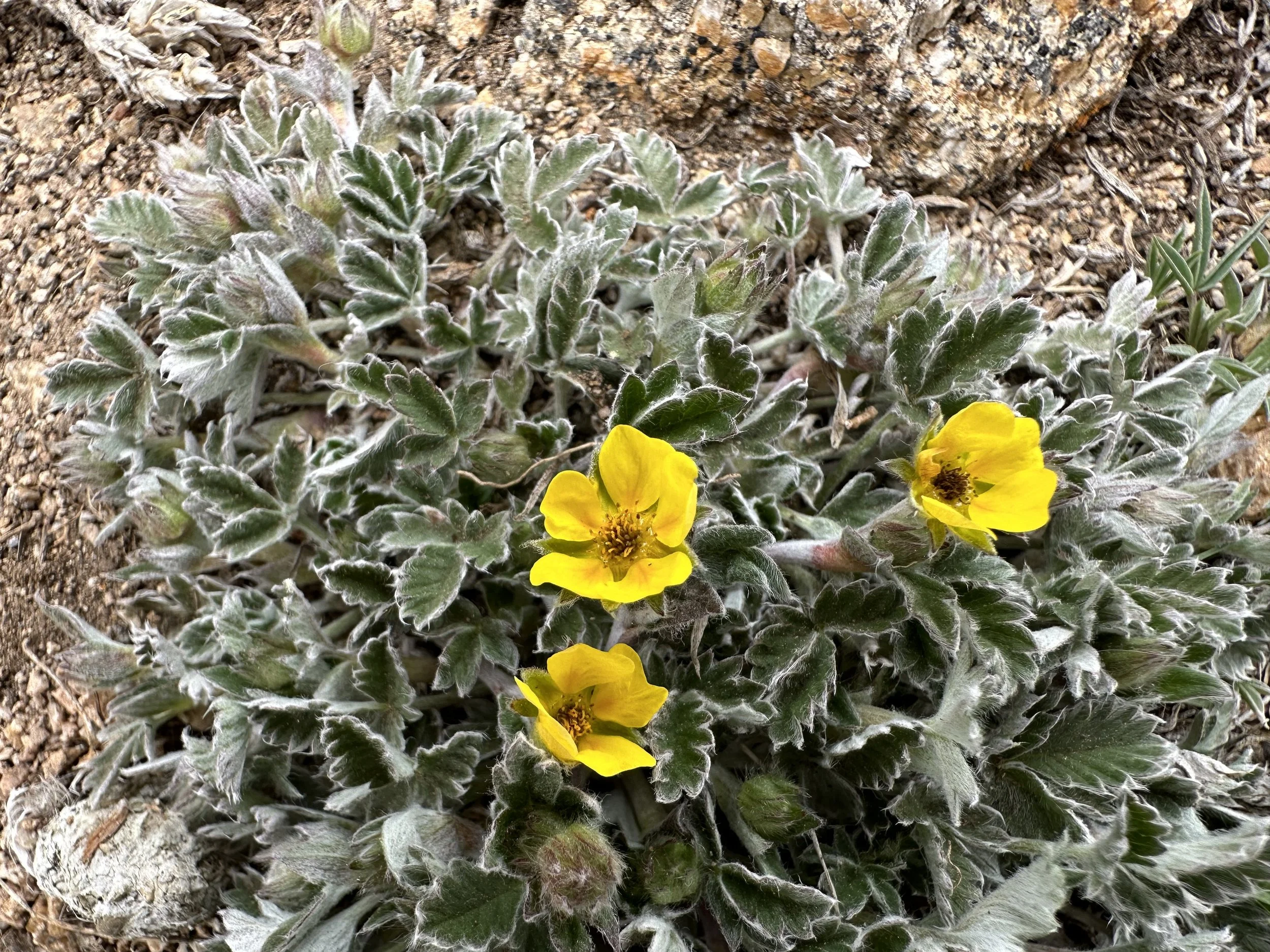 Alpine cinquefoil
