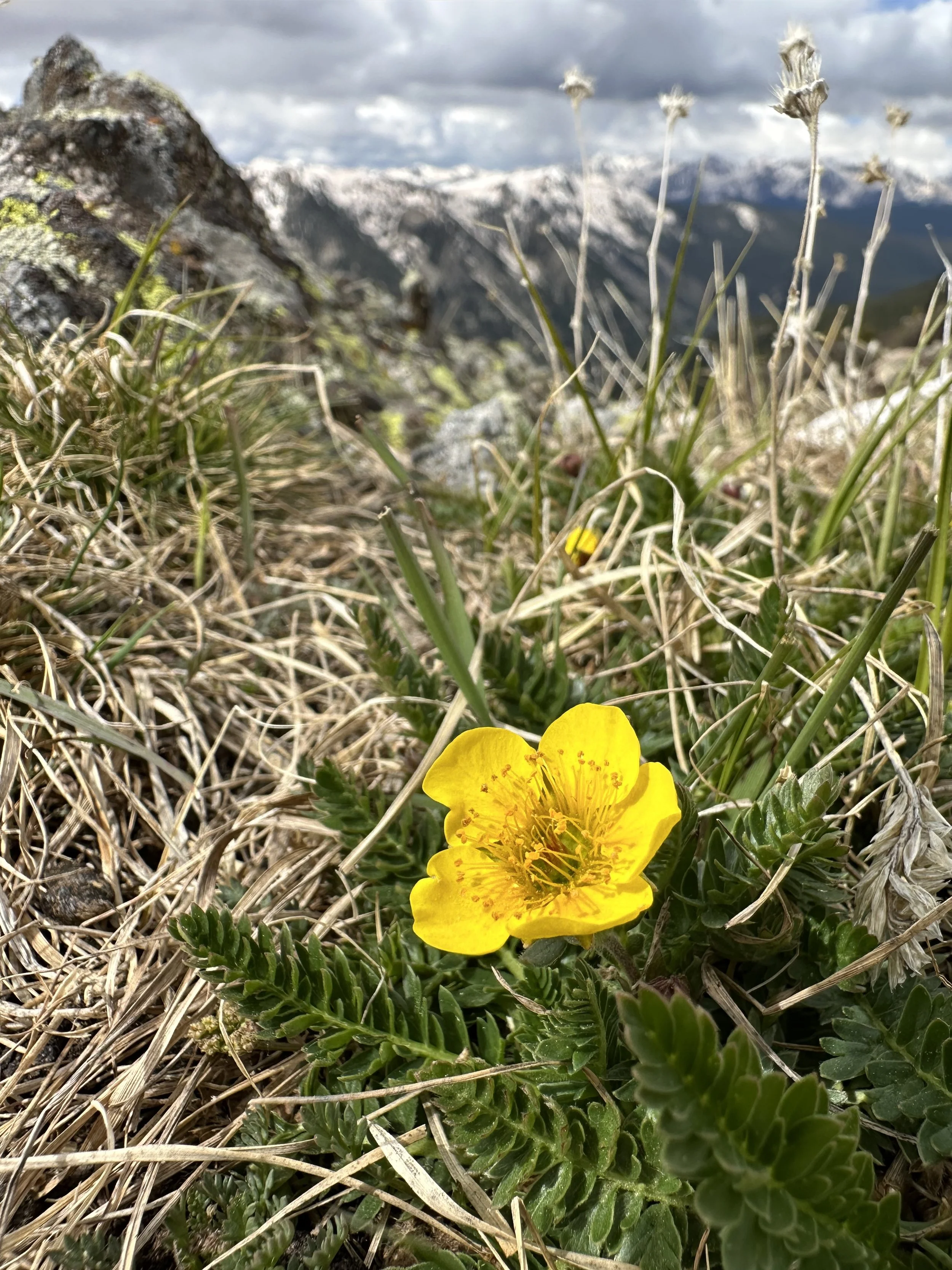 Pika produce