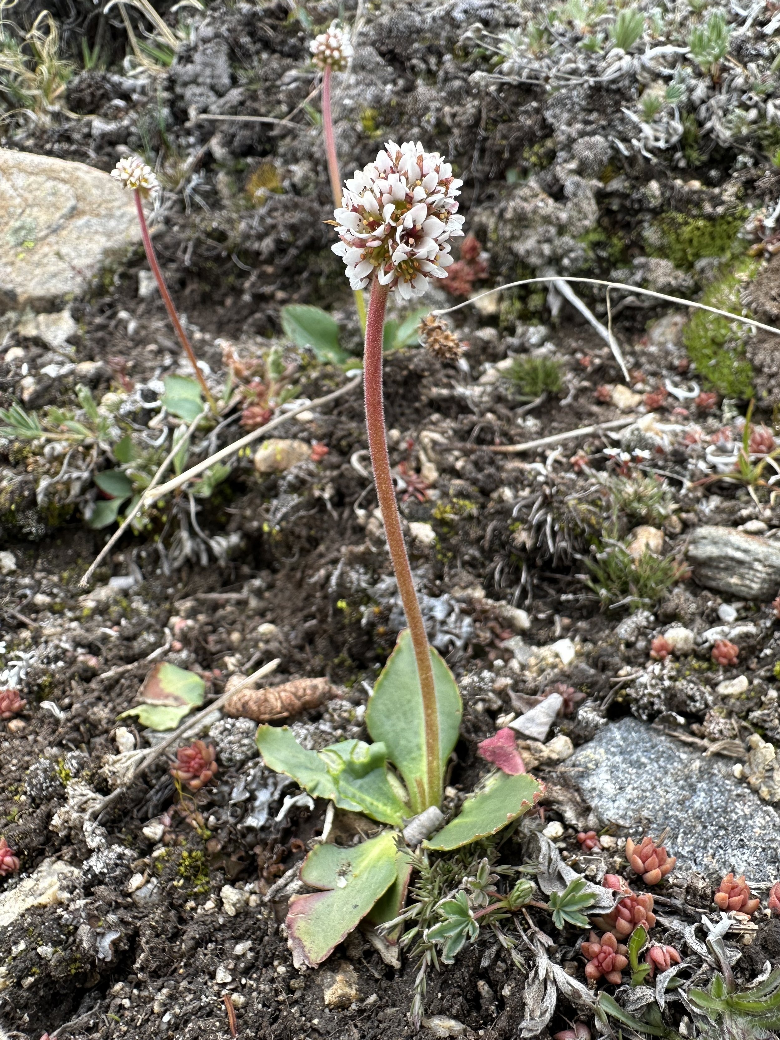 Sufferin' saxifrage!