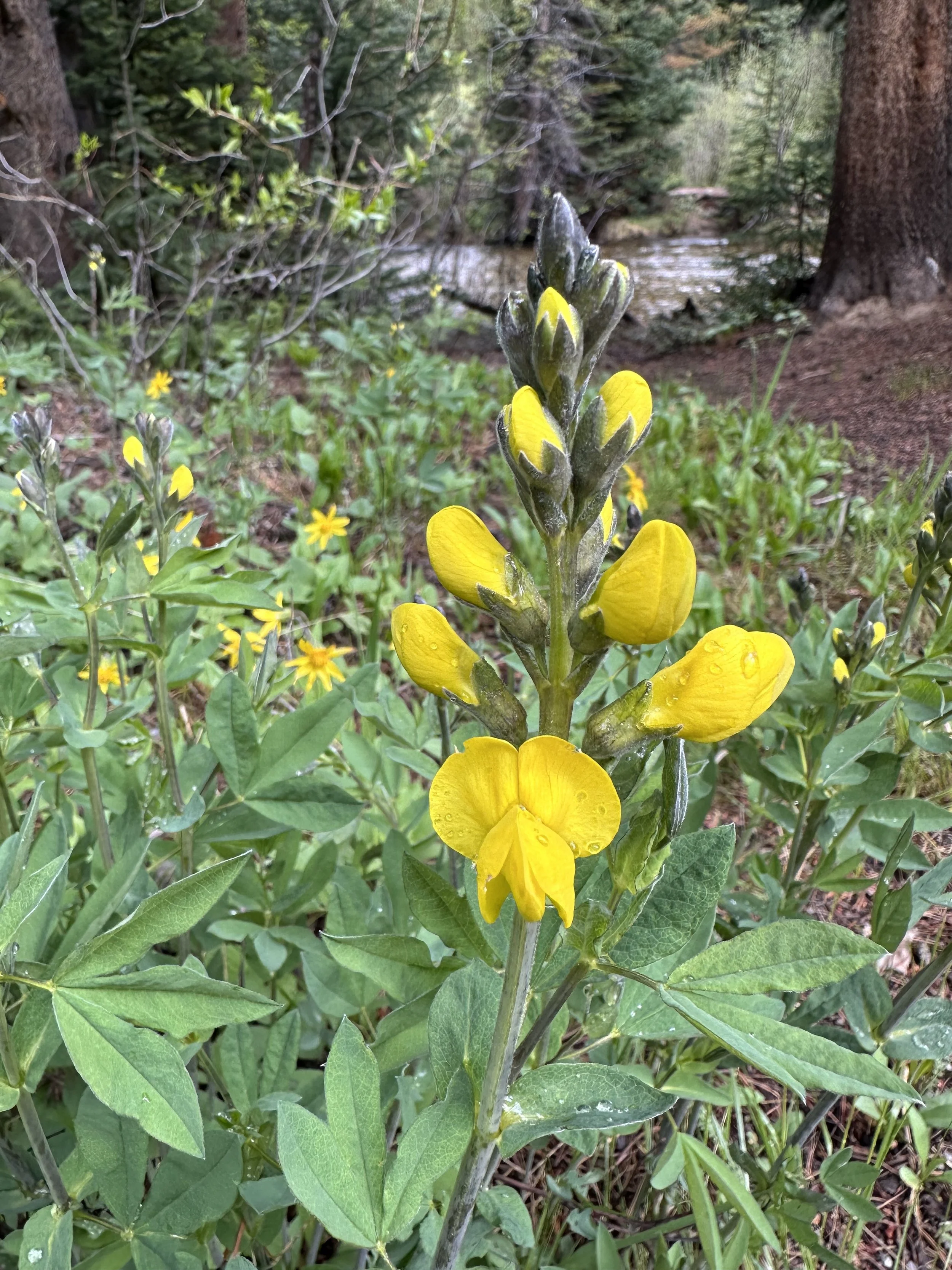 Yellow lupine?