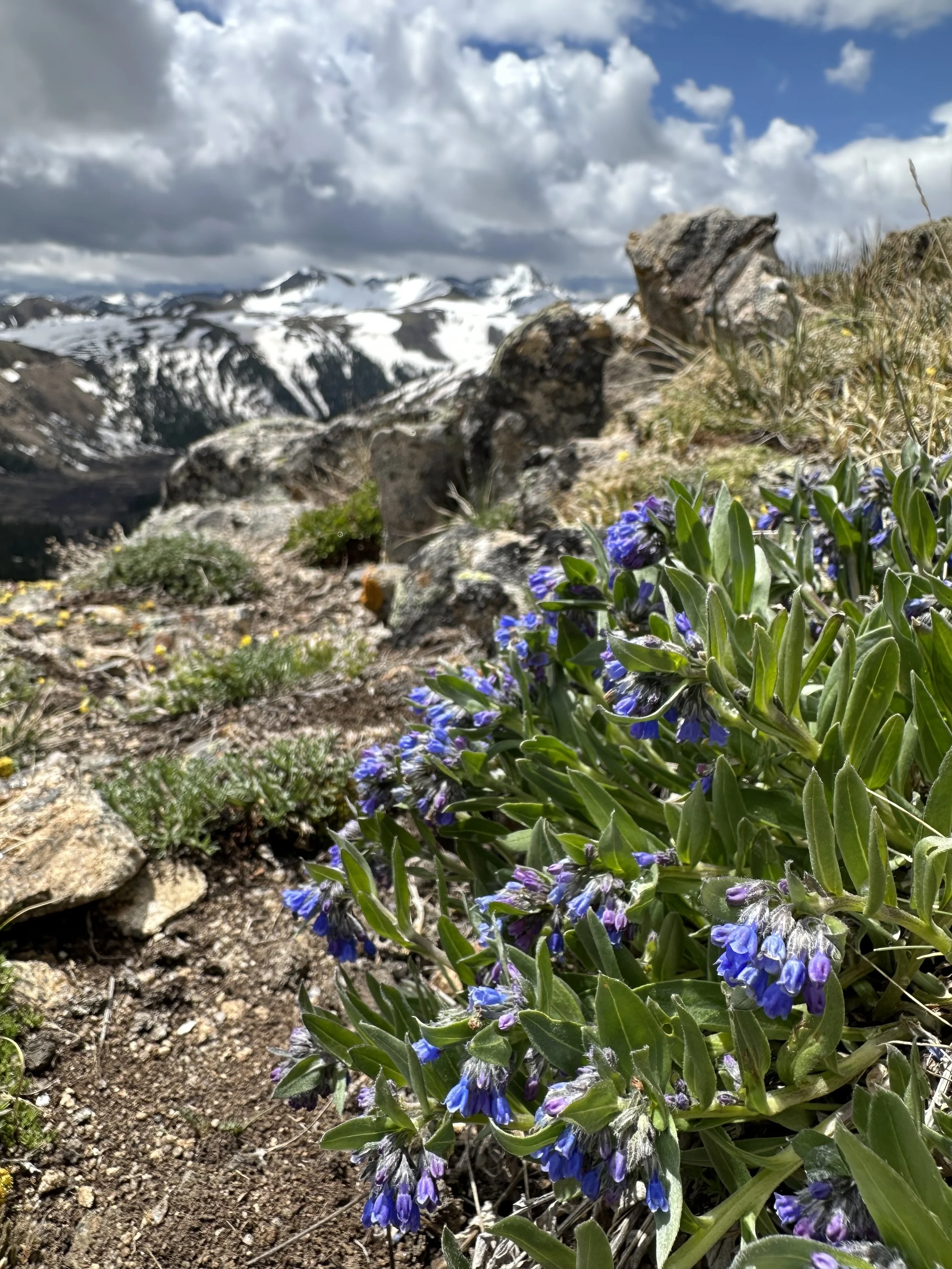 Bluebells on high
