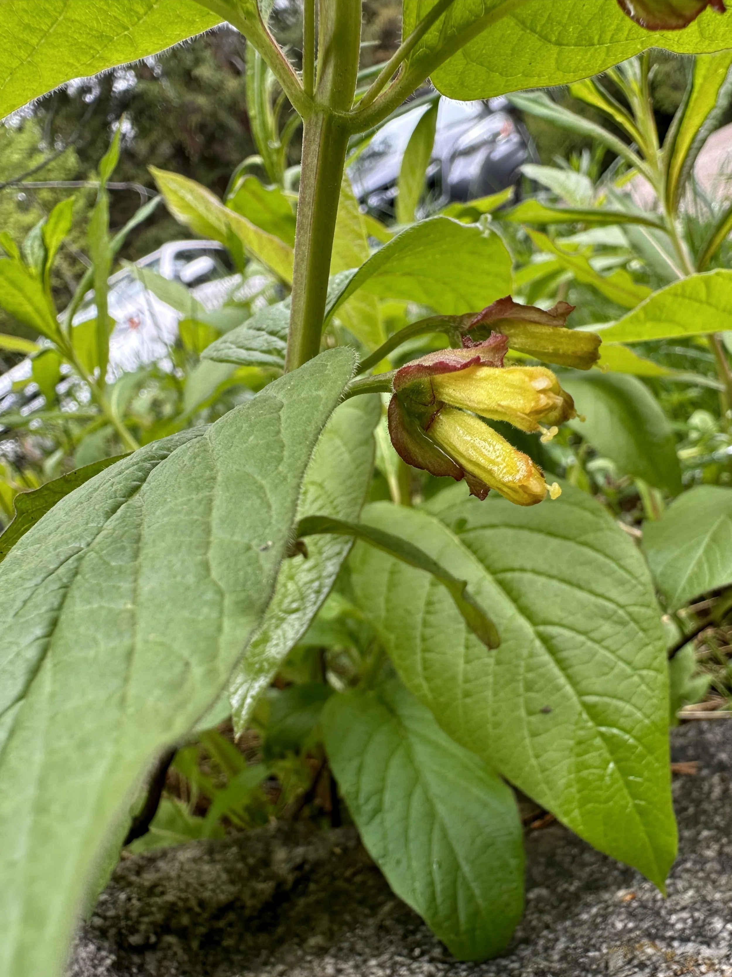 Berry uncertain