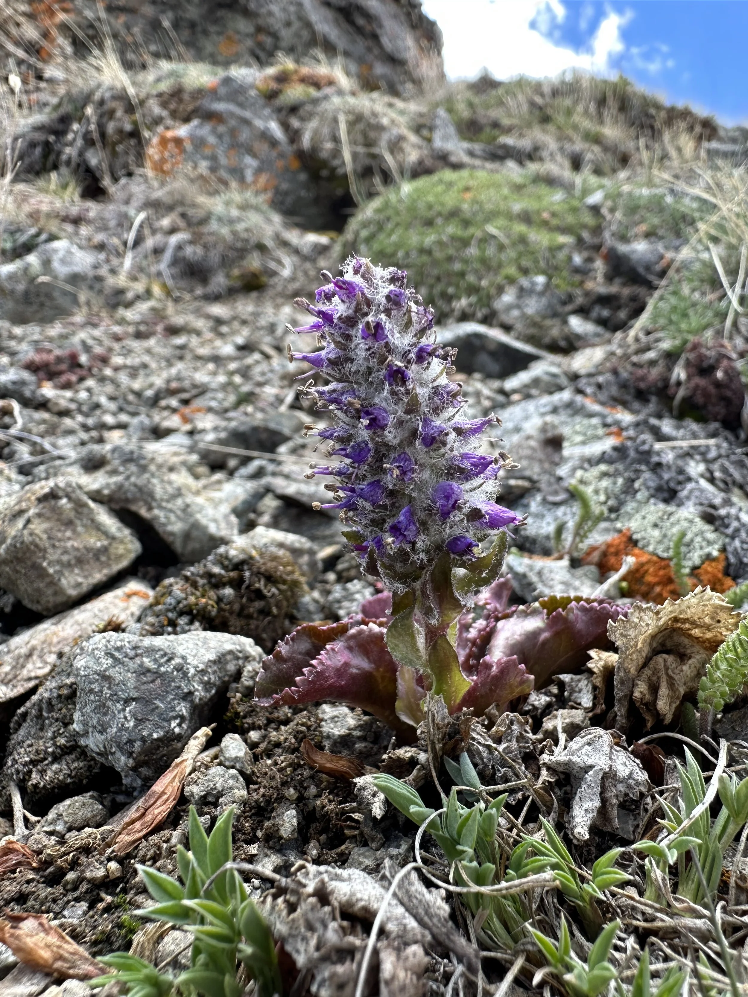 Purple jewel of the alpine