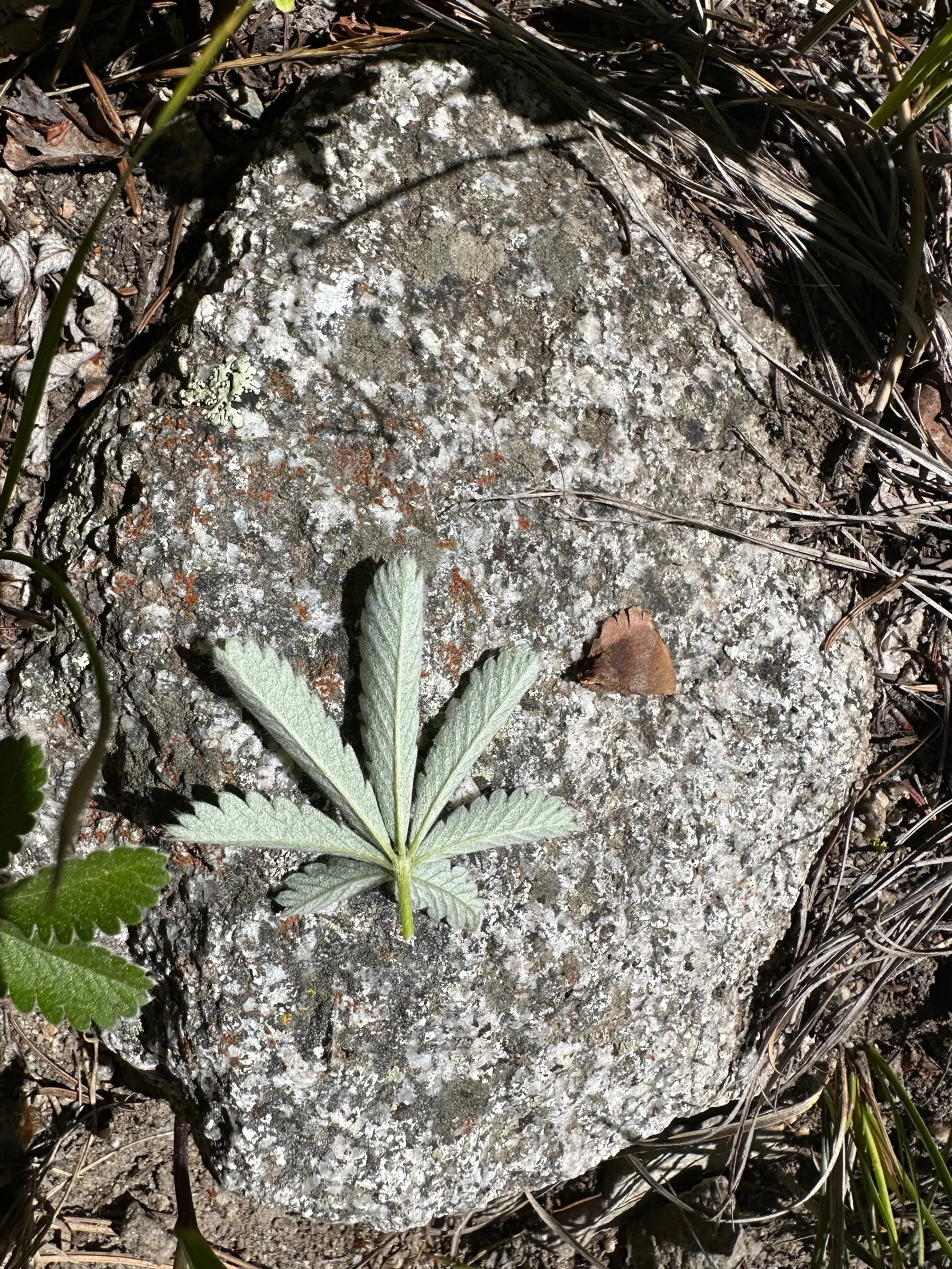 A pretty potentilla