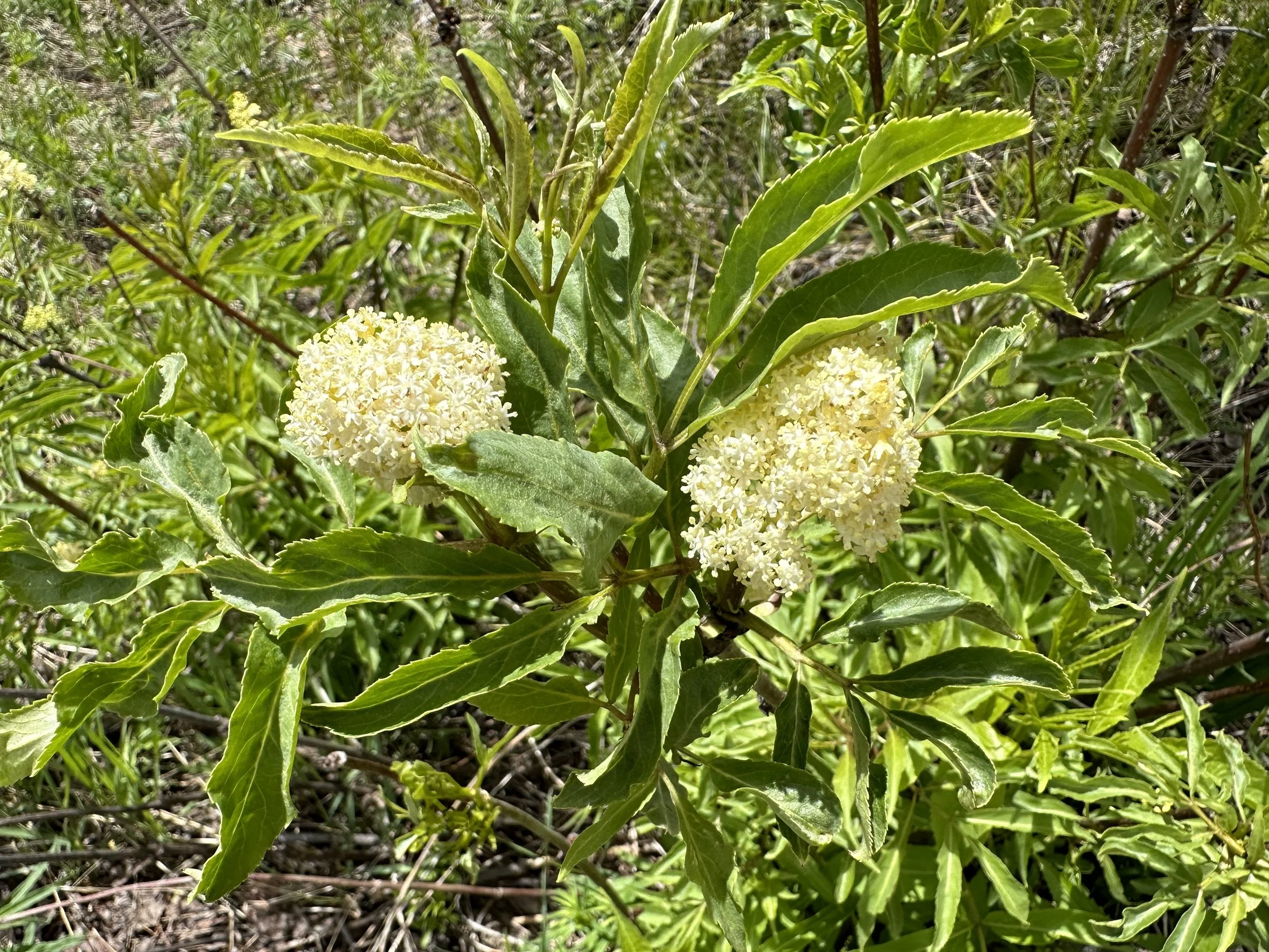 Elderberry wine, anyone?