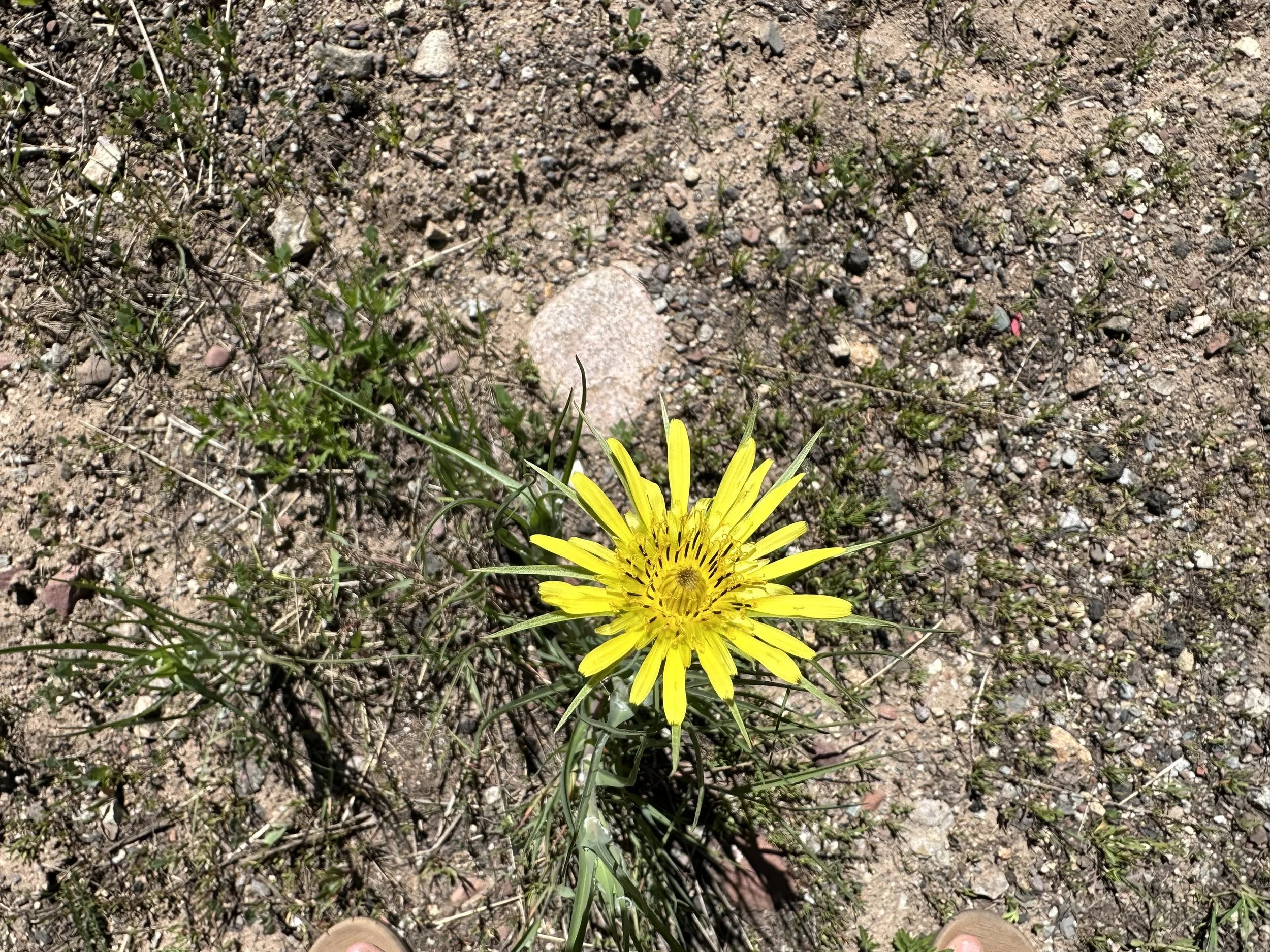 Big daddy dandelions