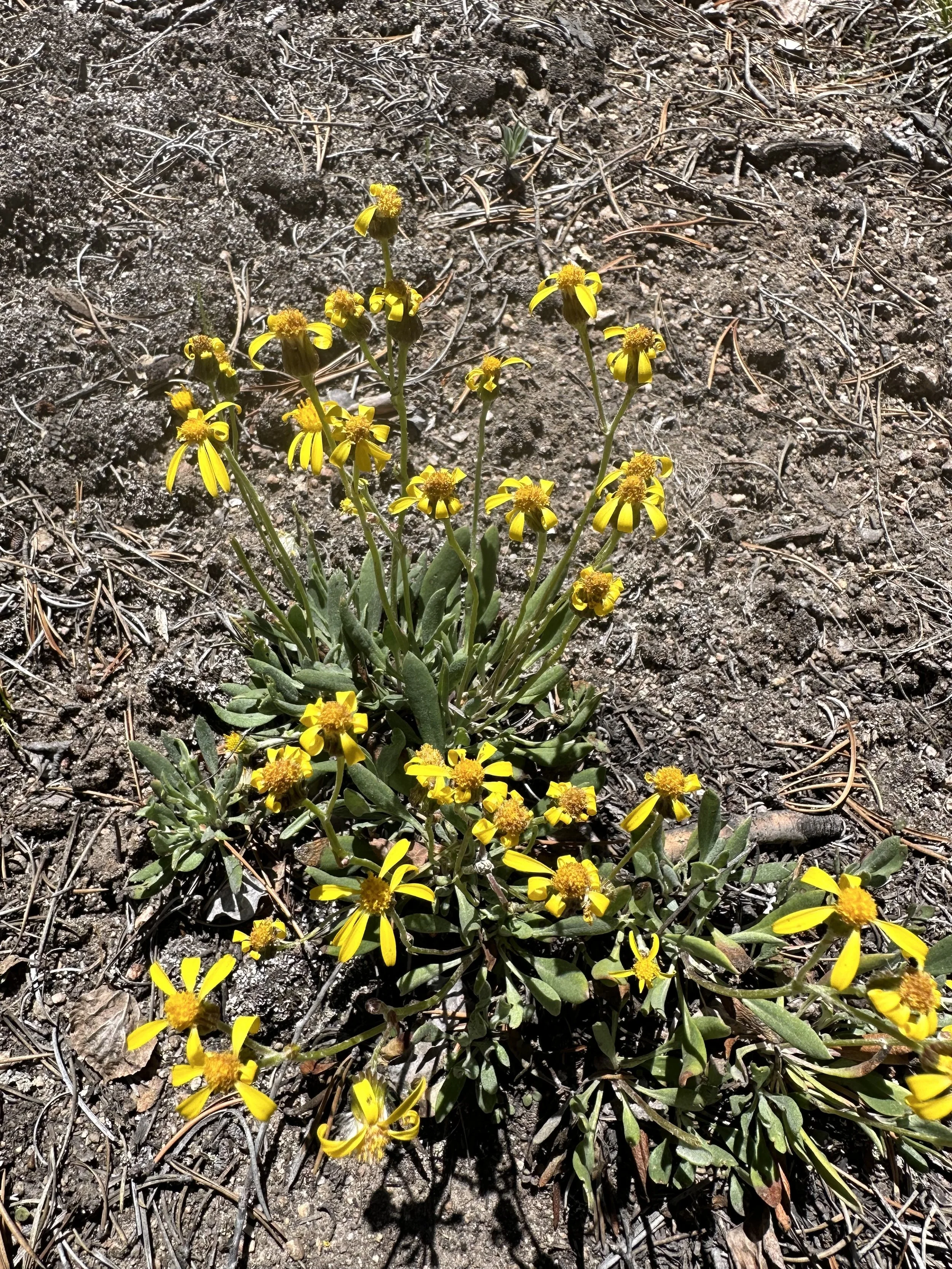 Ain't no stinkin' senecio