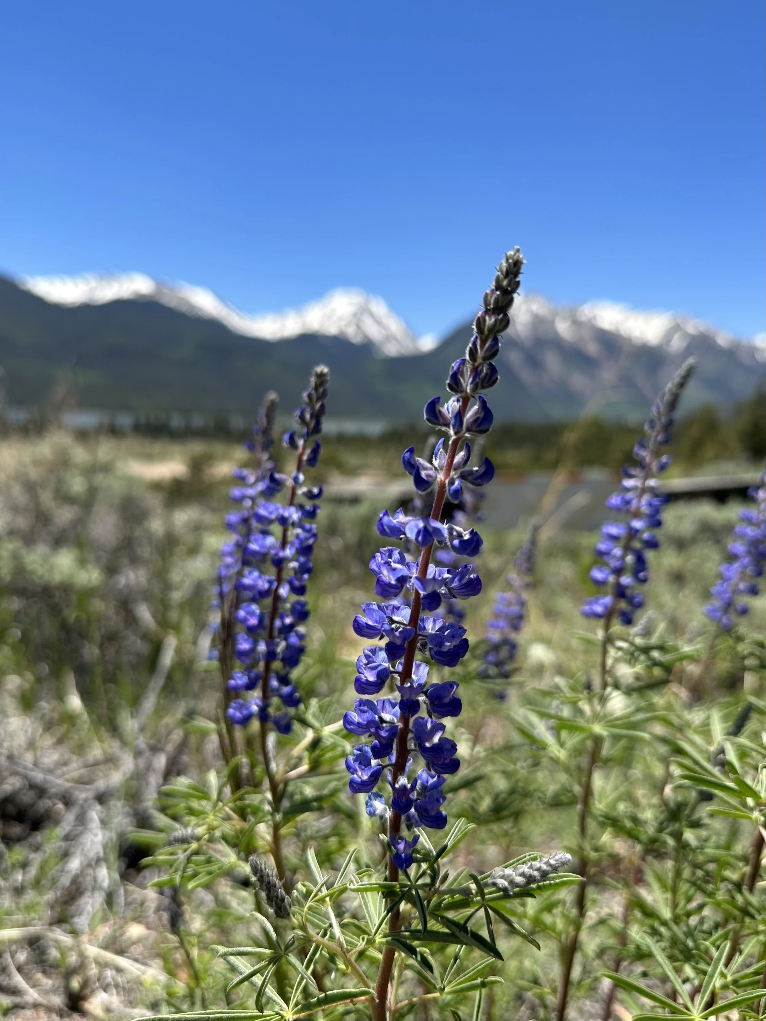 Lodgepole lupine