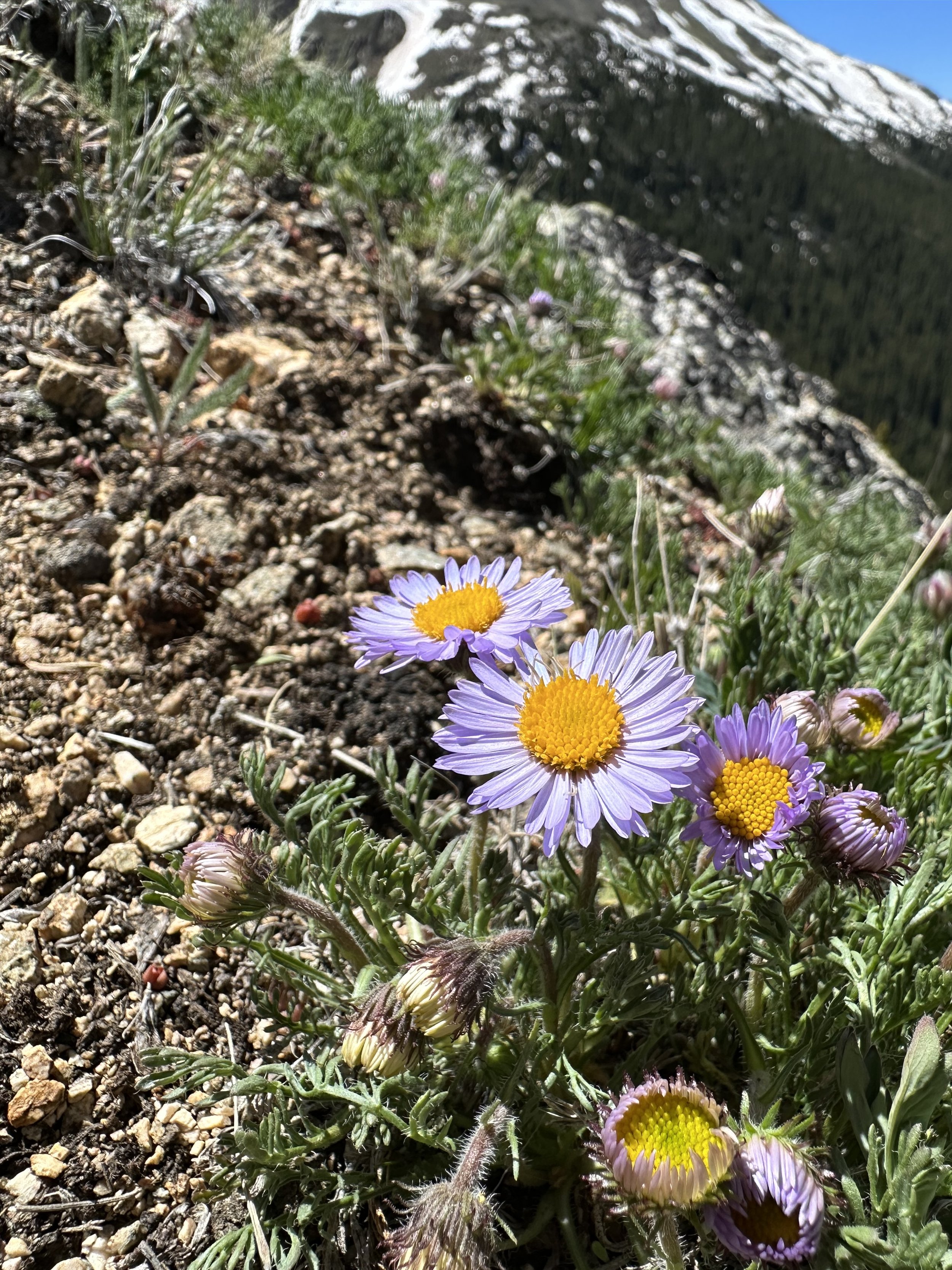Another daisy to delight in