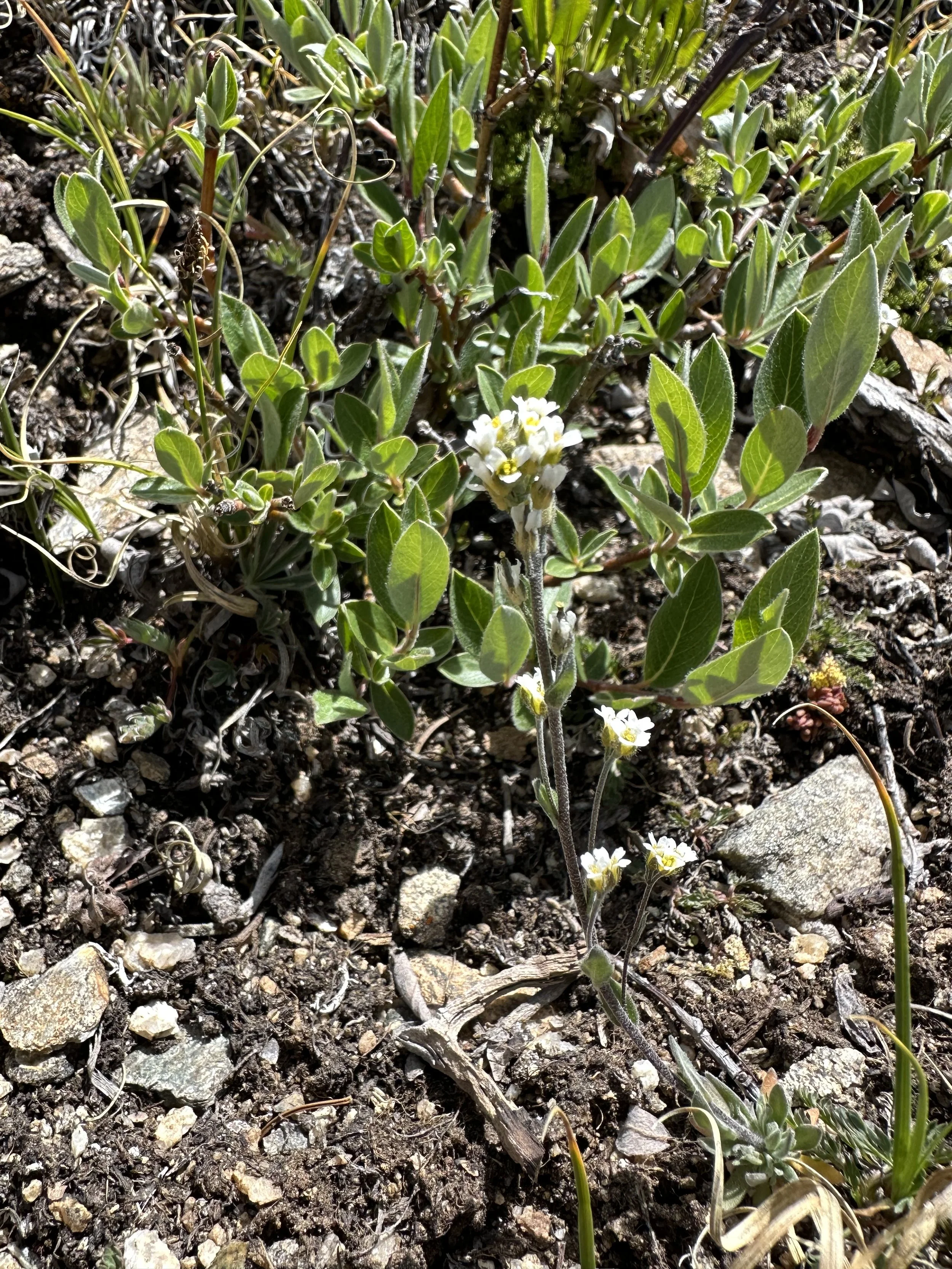 White draba