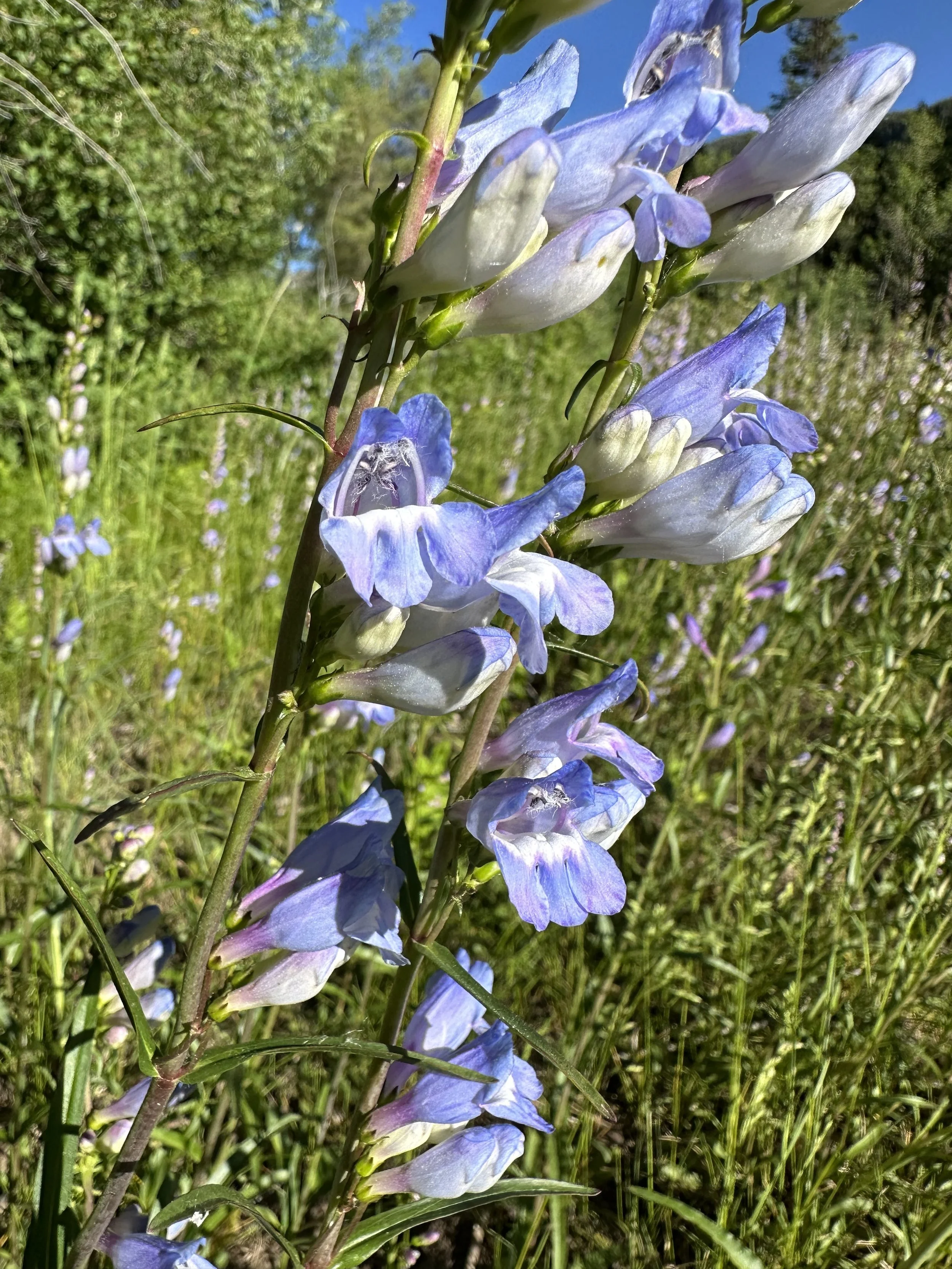 Rocky Mountain regal