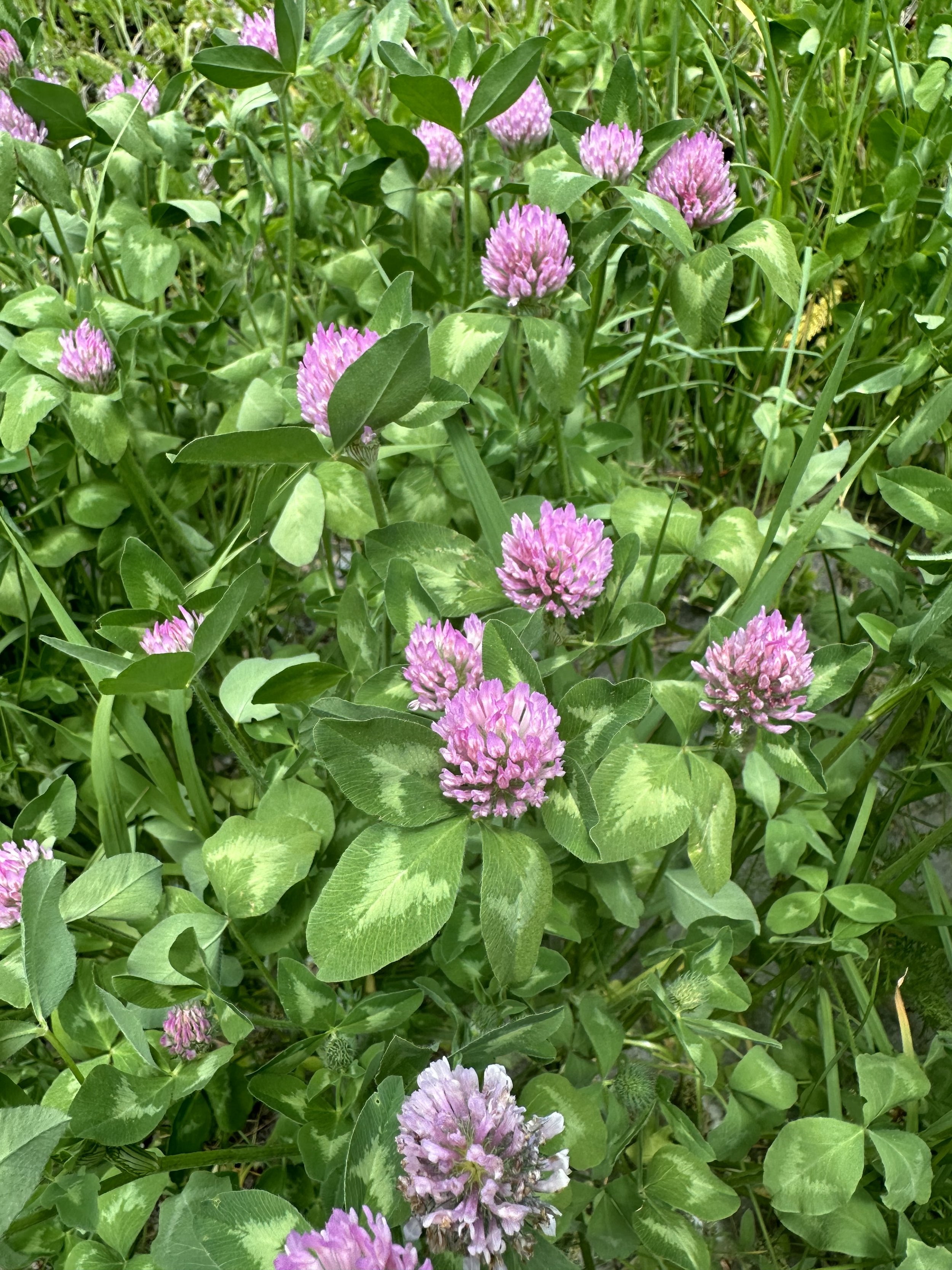 Red clover, red clover