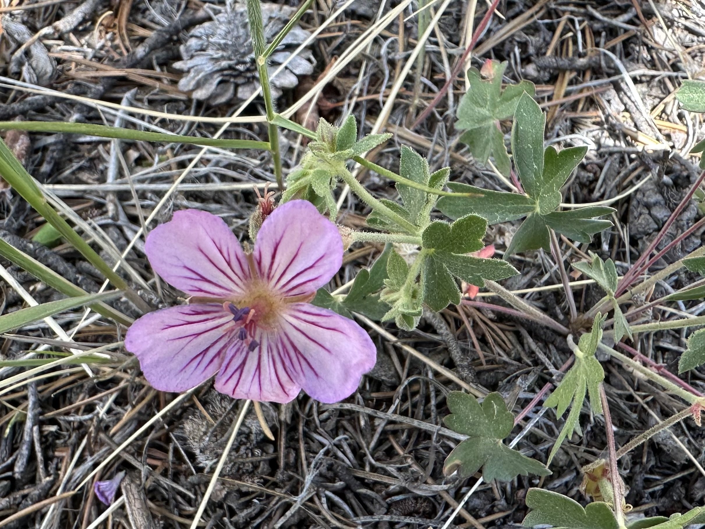 East-sider only