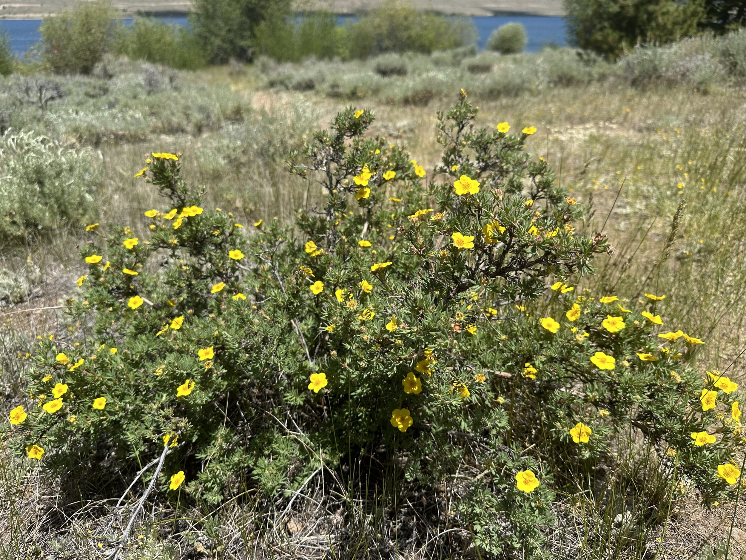 Shrubby bugger