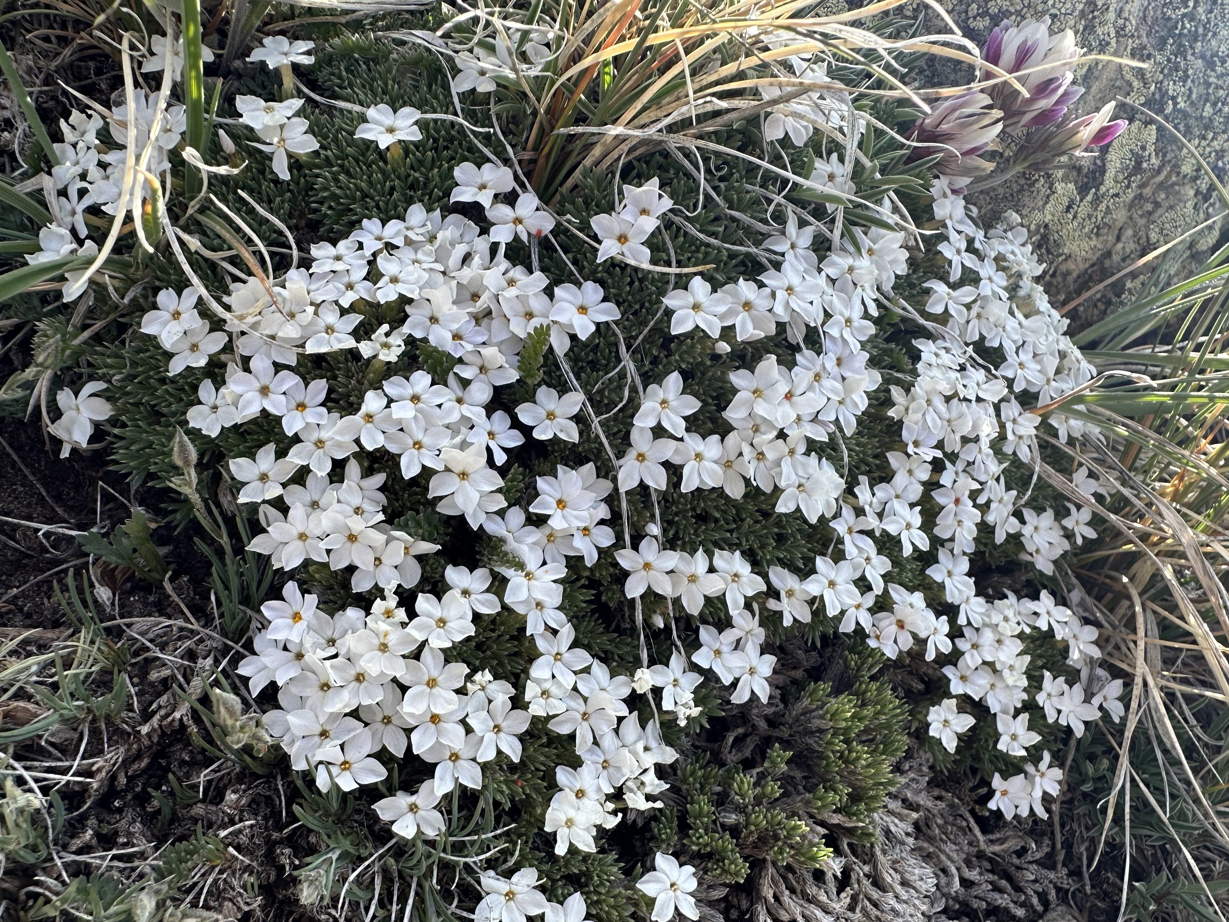 Snow white wonder of the east side