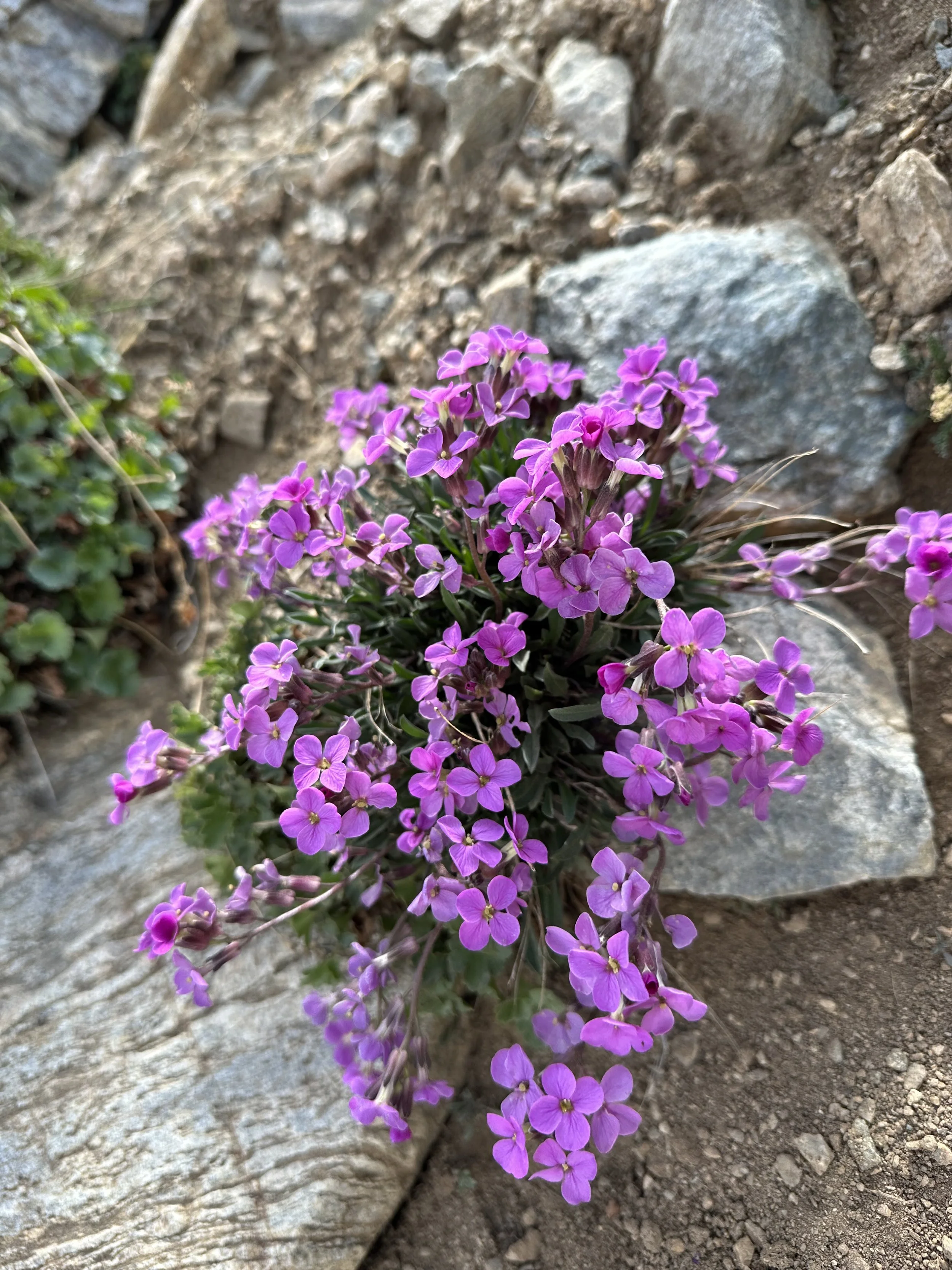 Yellow to the west, lavender to the east