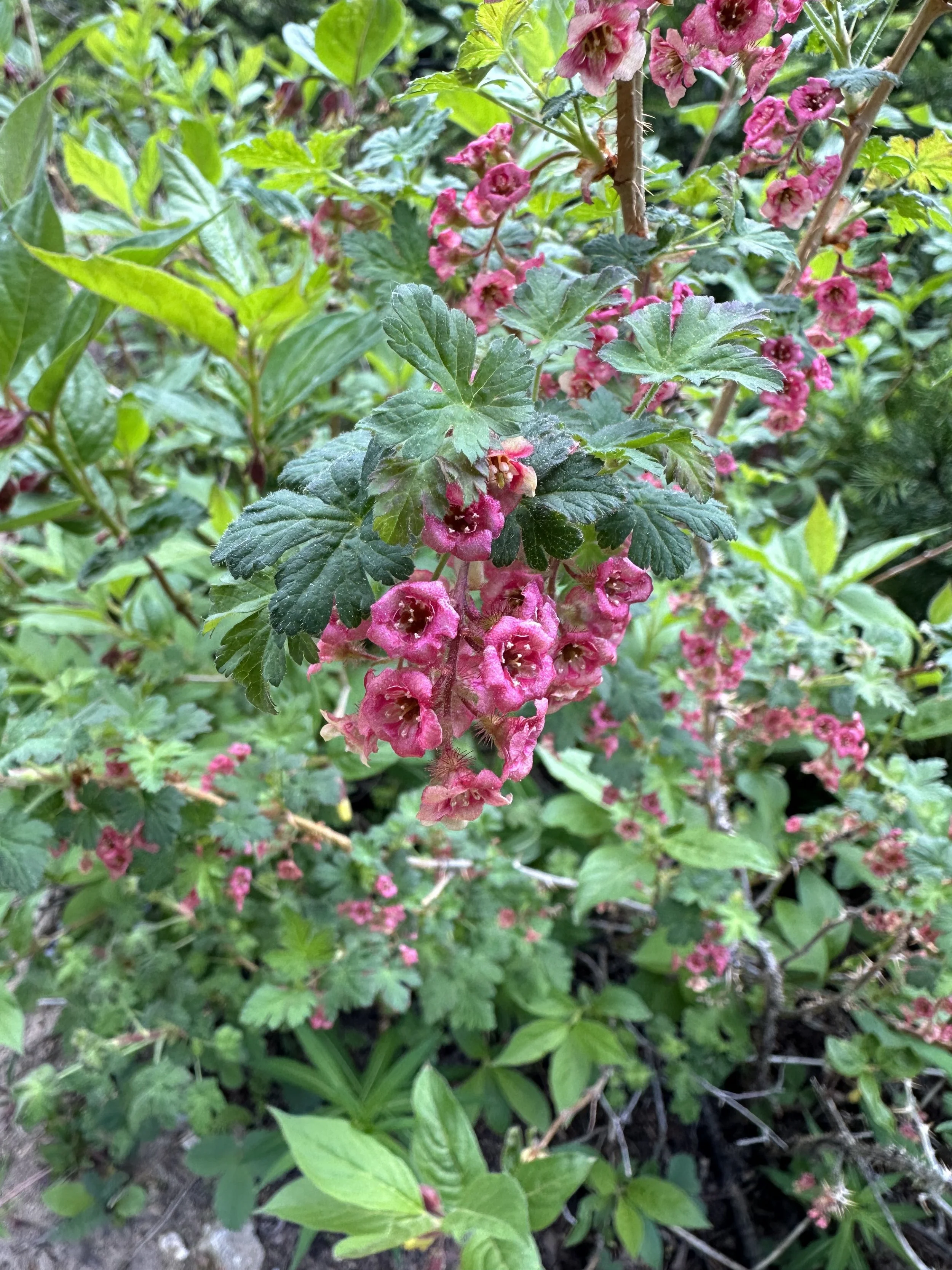 These berries won't kill you