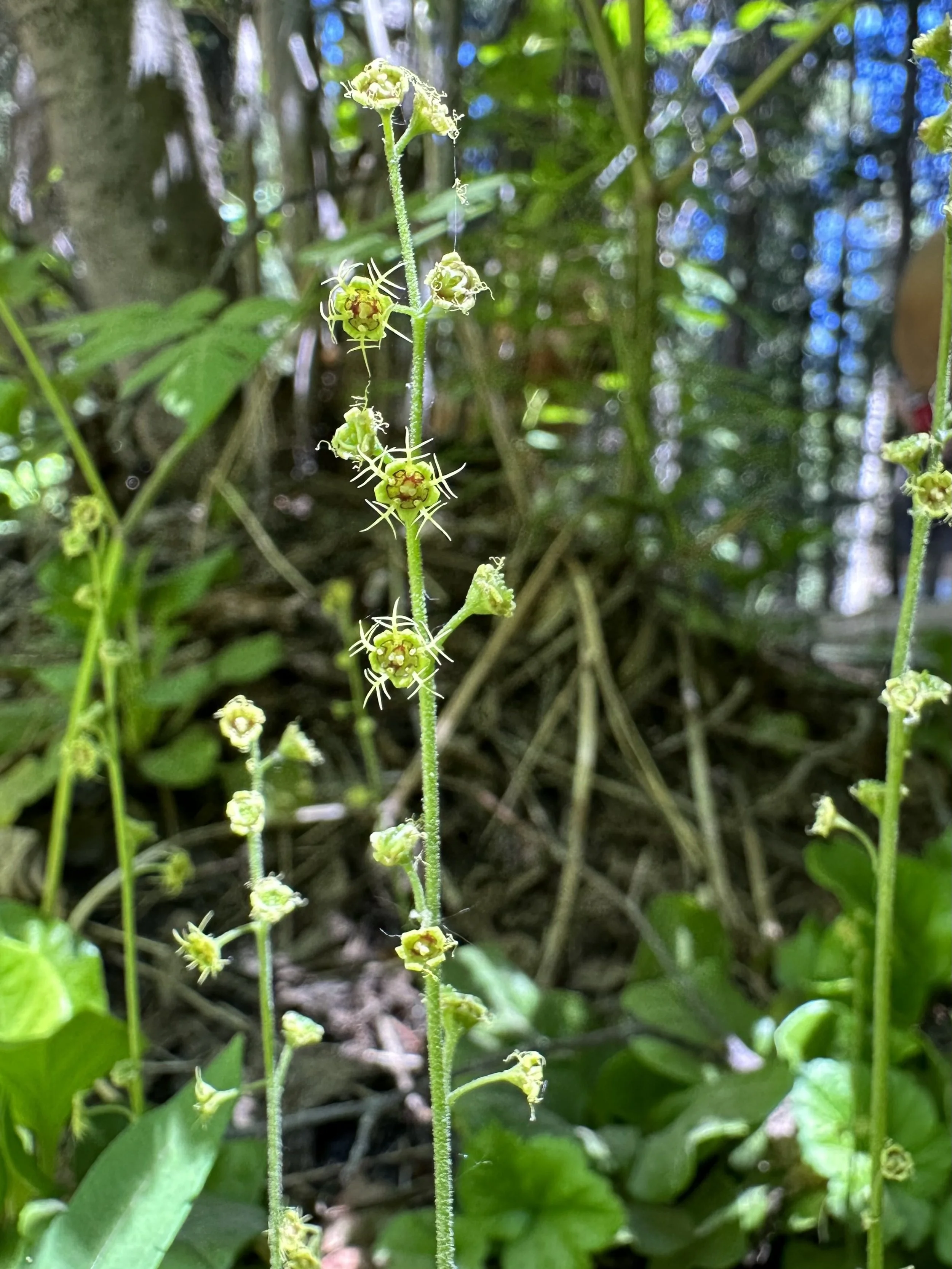 Satellite saxifrage