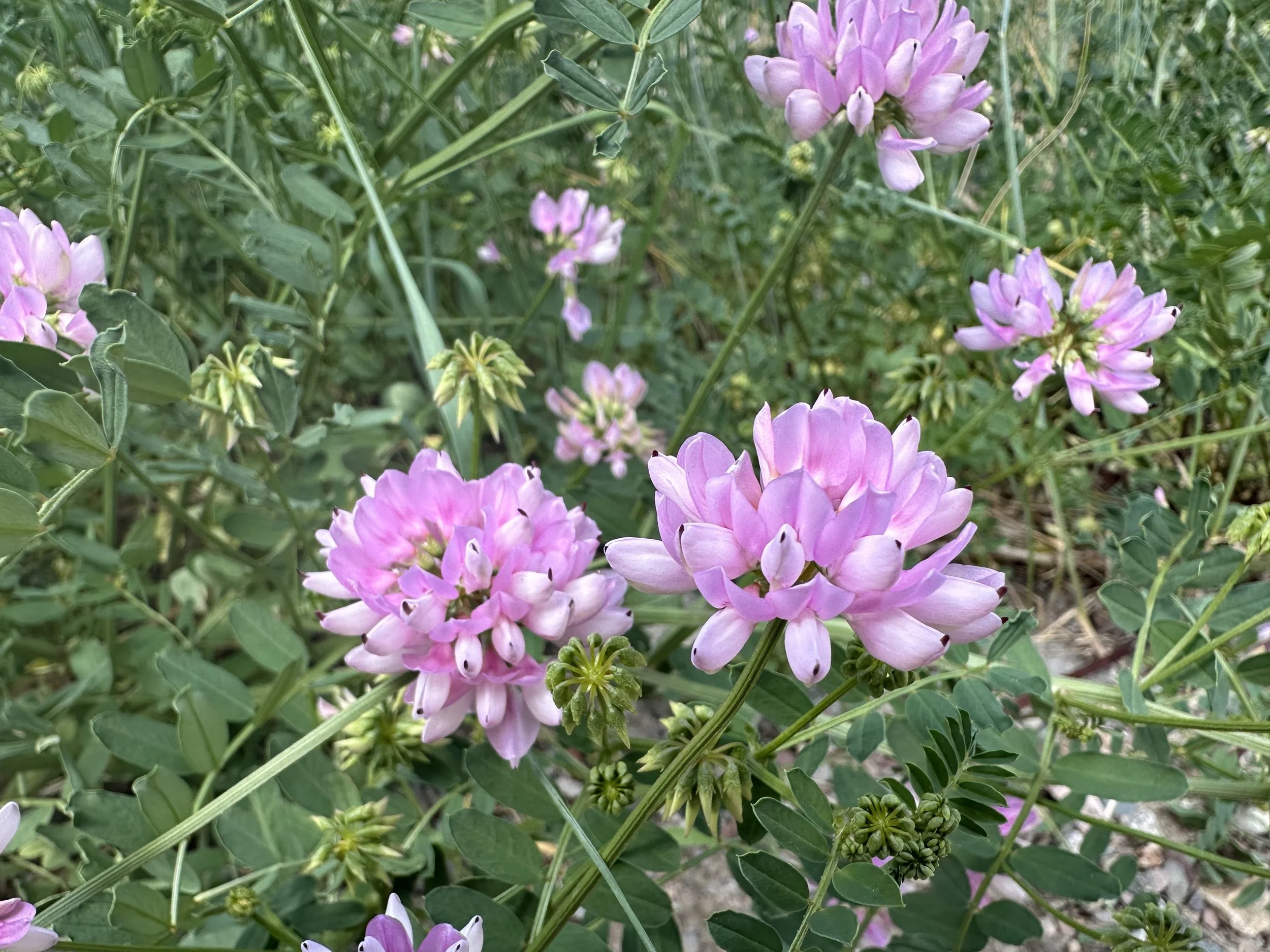 Oy, vetch!
