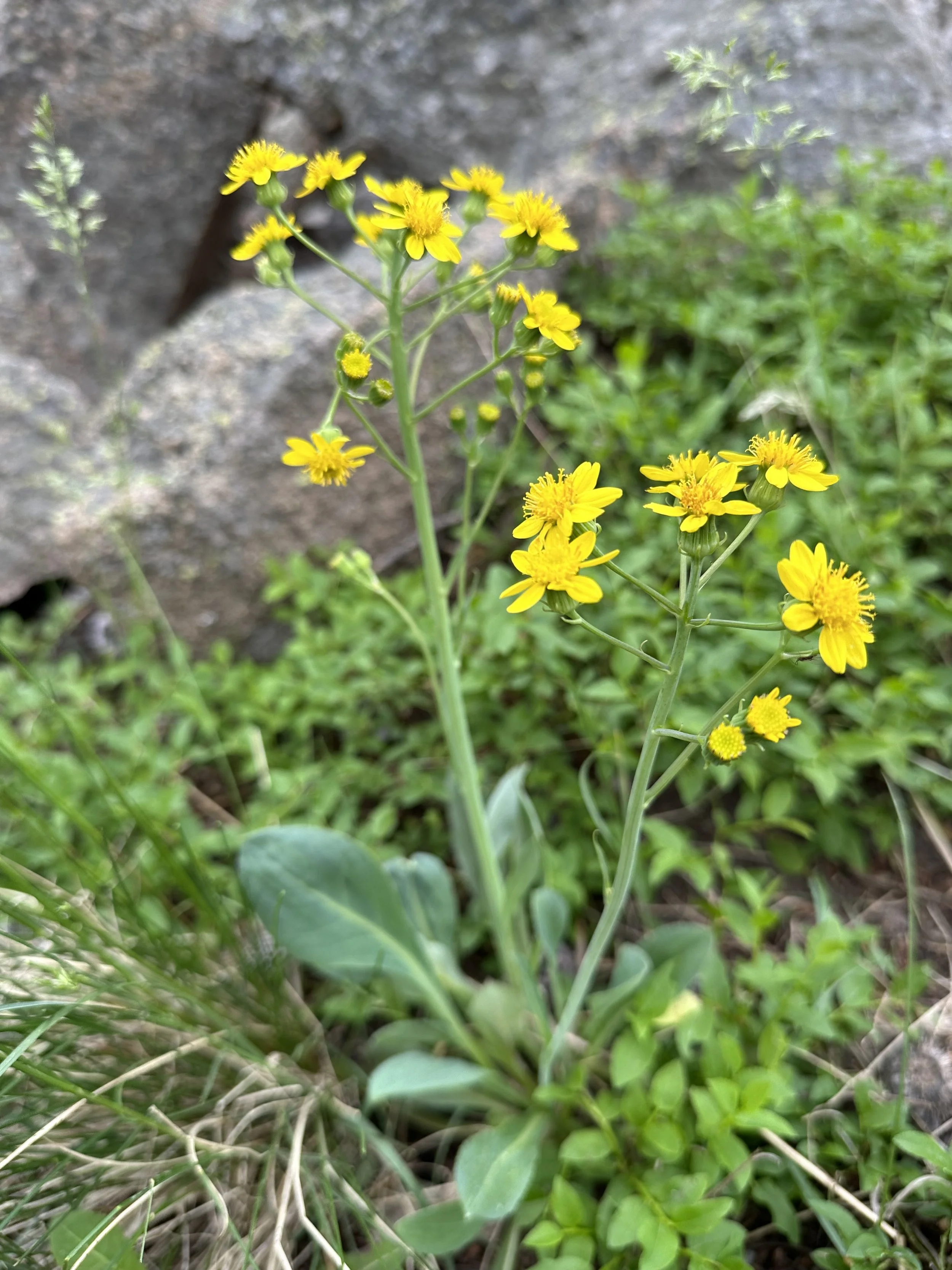 Yet another senecio