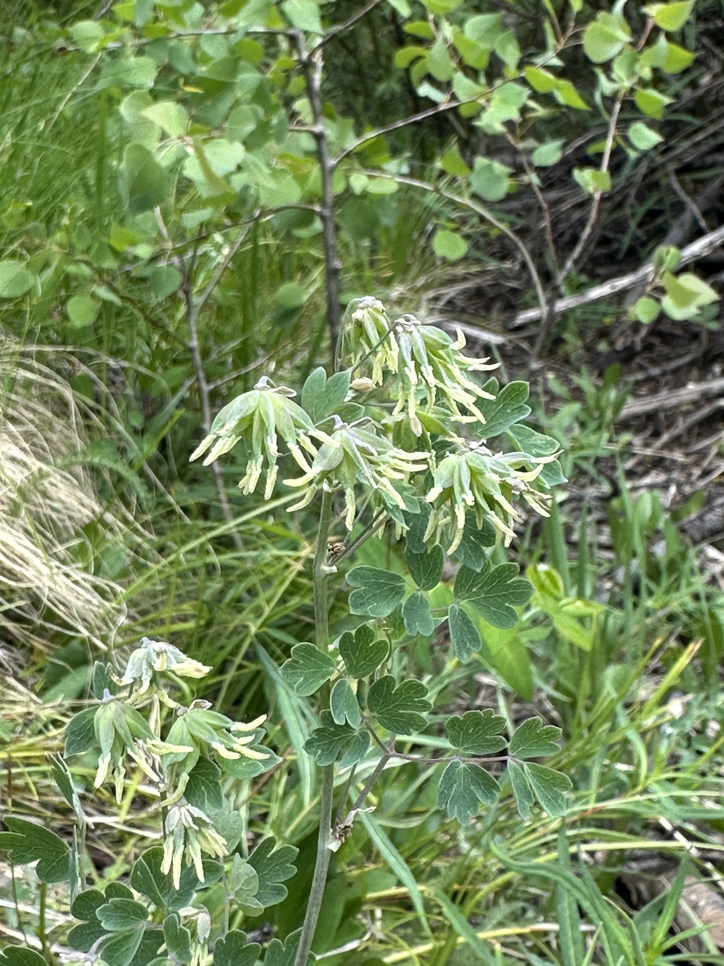 The daintier meadowrue