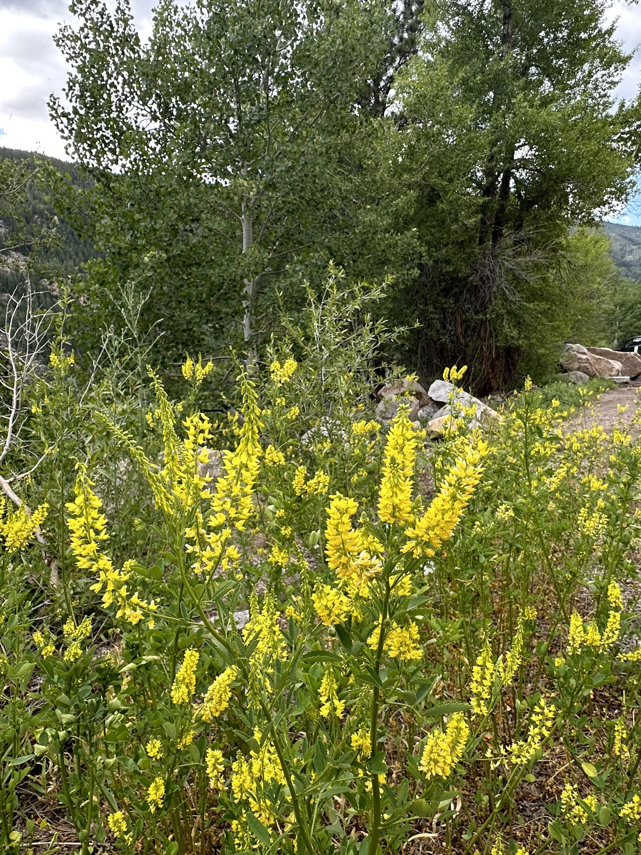Invasive and much loved by pollinators