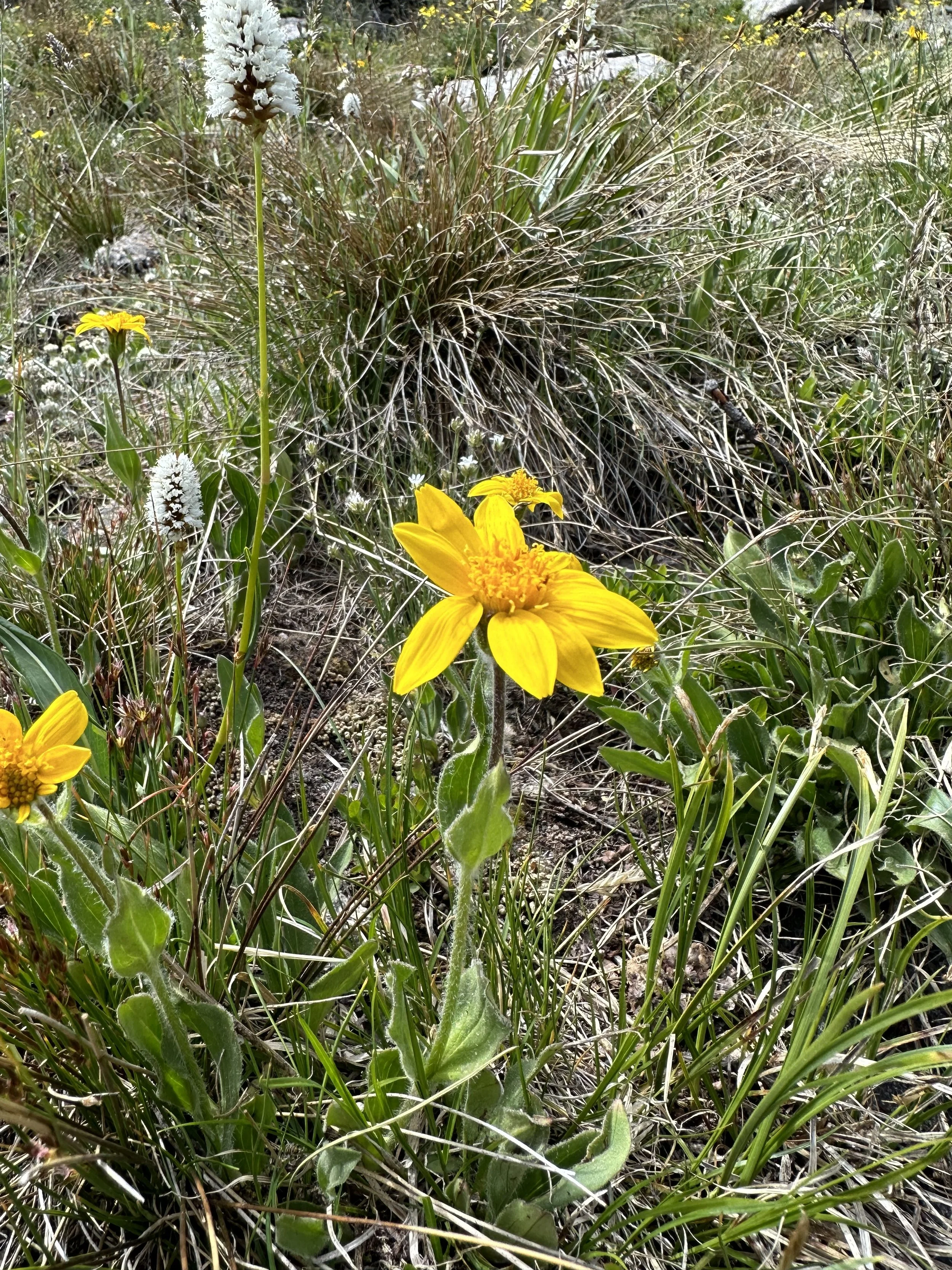 Arnica #2