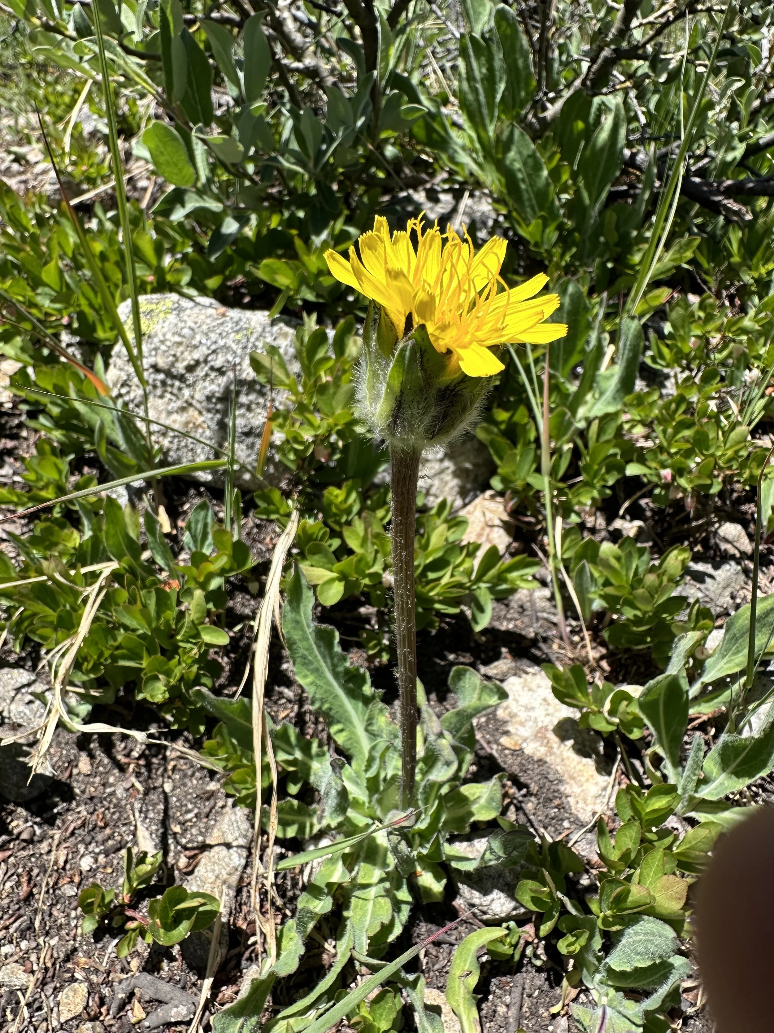 The big fuzzy wuzzy 