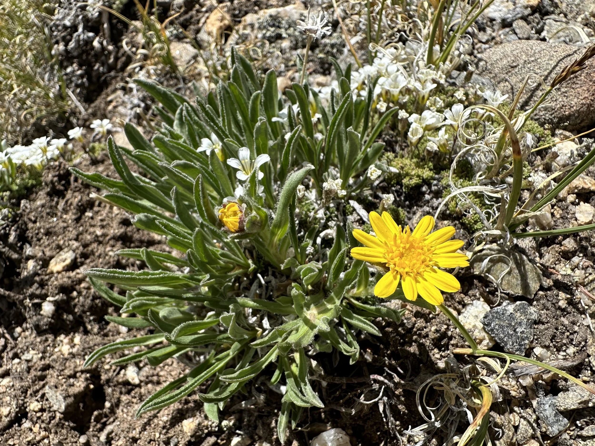 A most golden weed