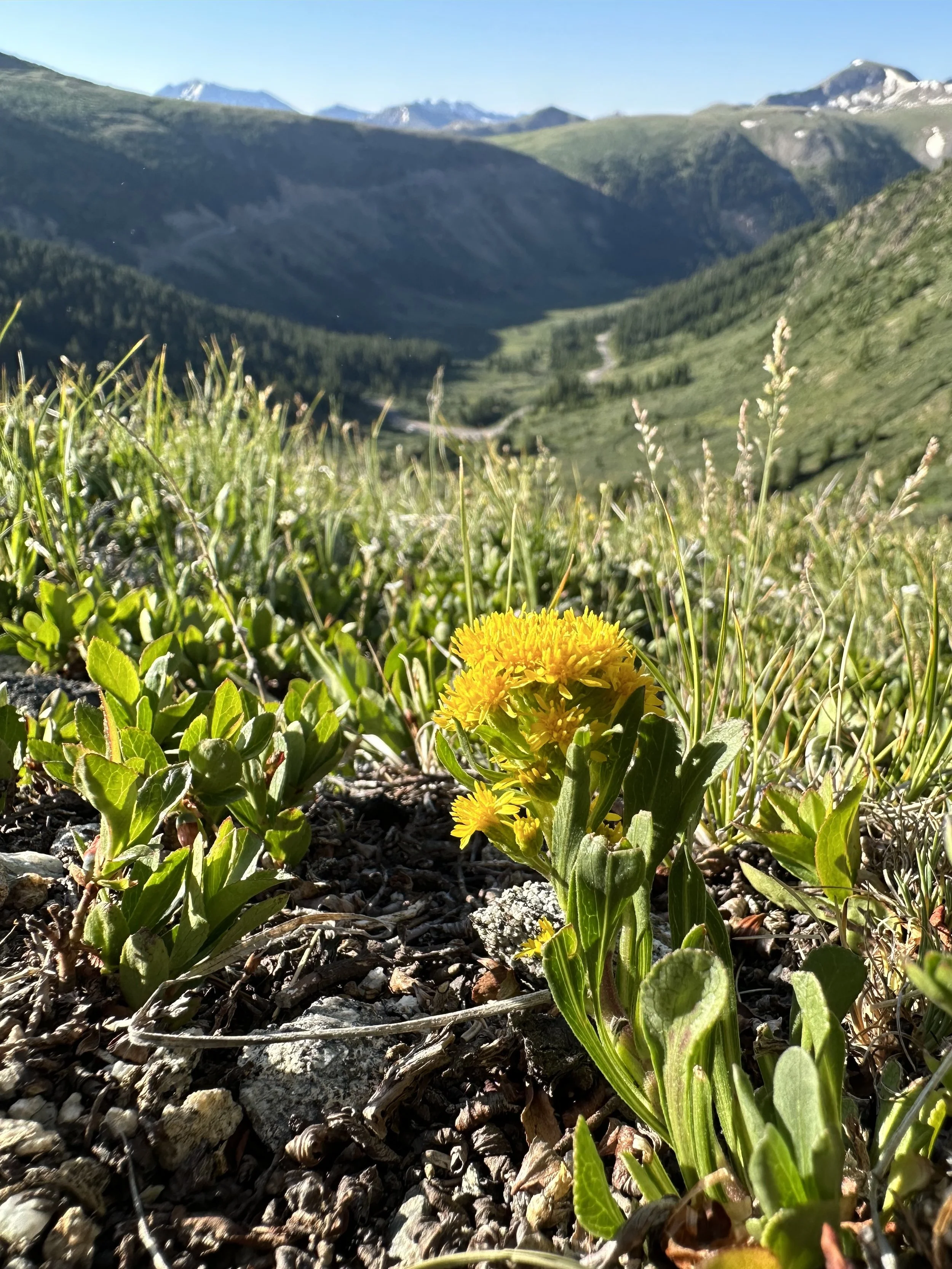 The higher goldenrod