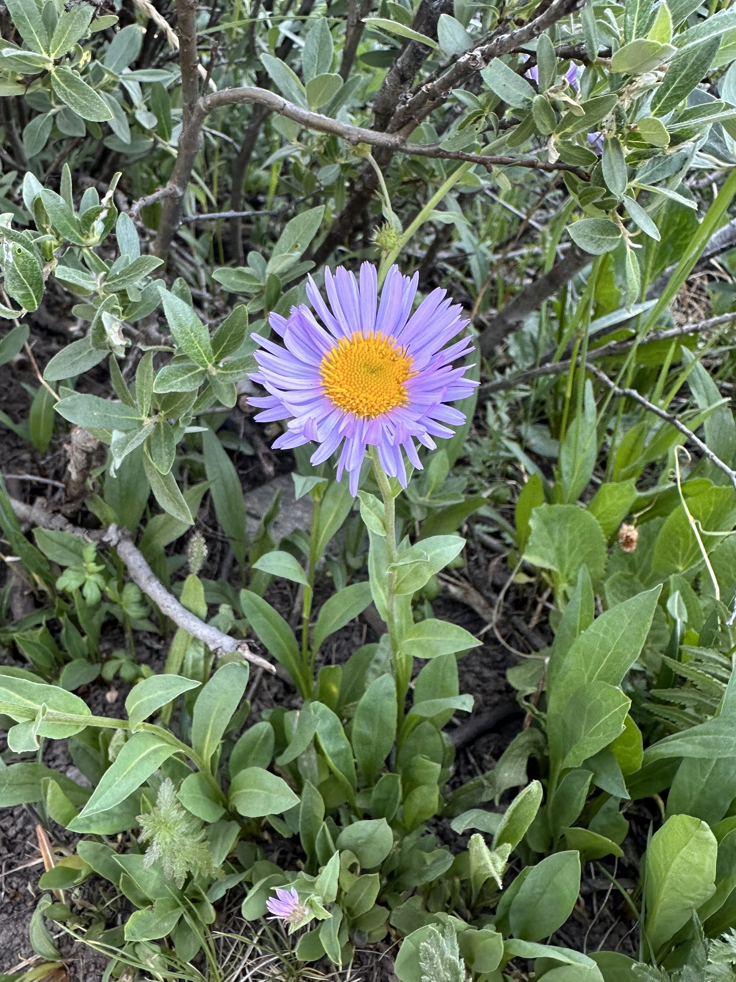 Daisy vs. Fleabane