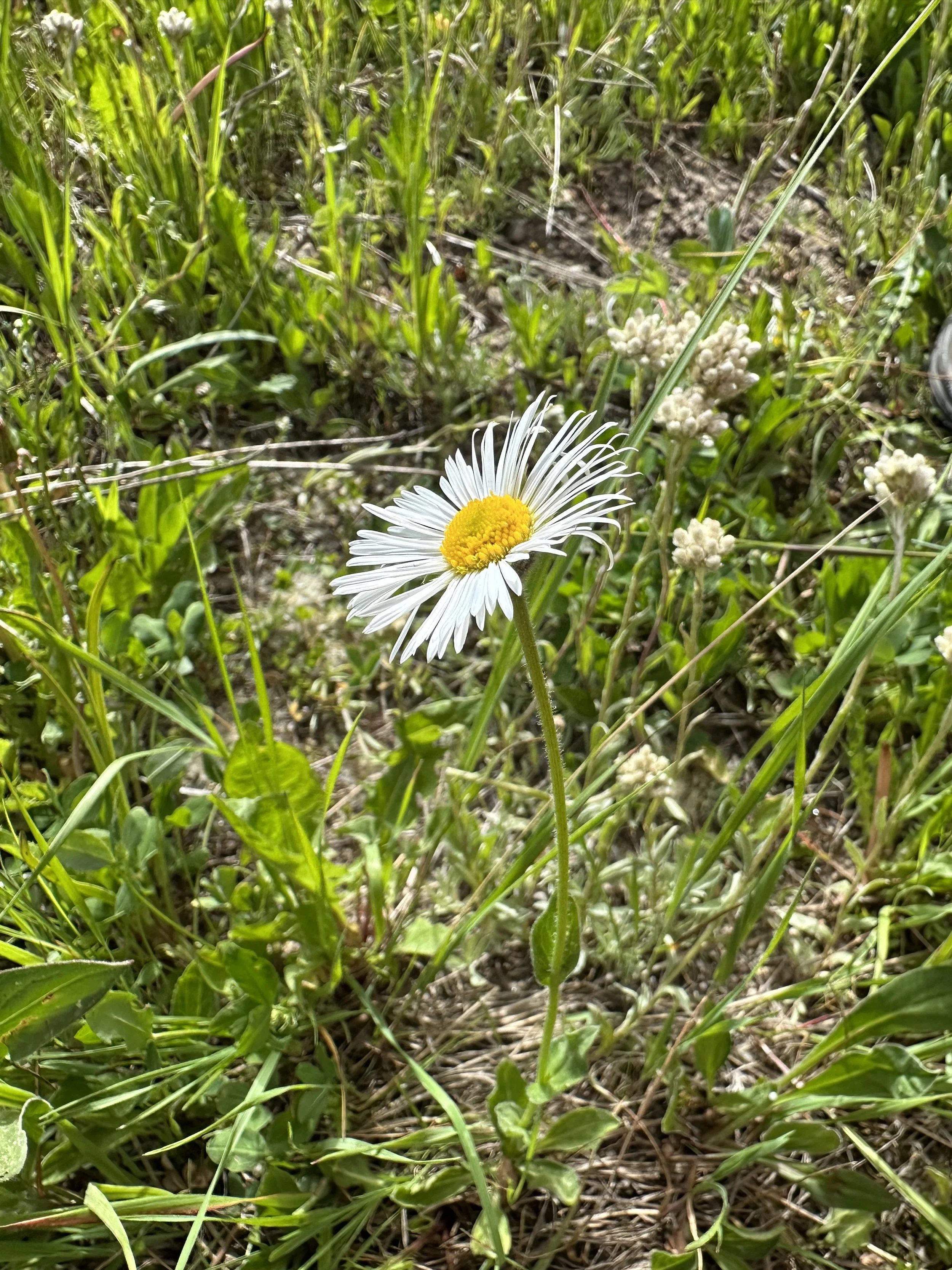 Mid-summer daisy