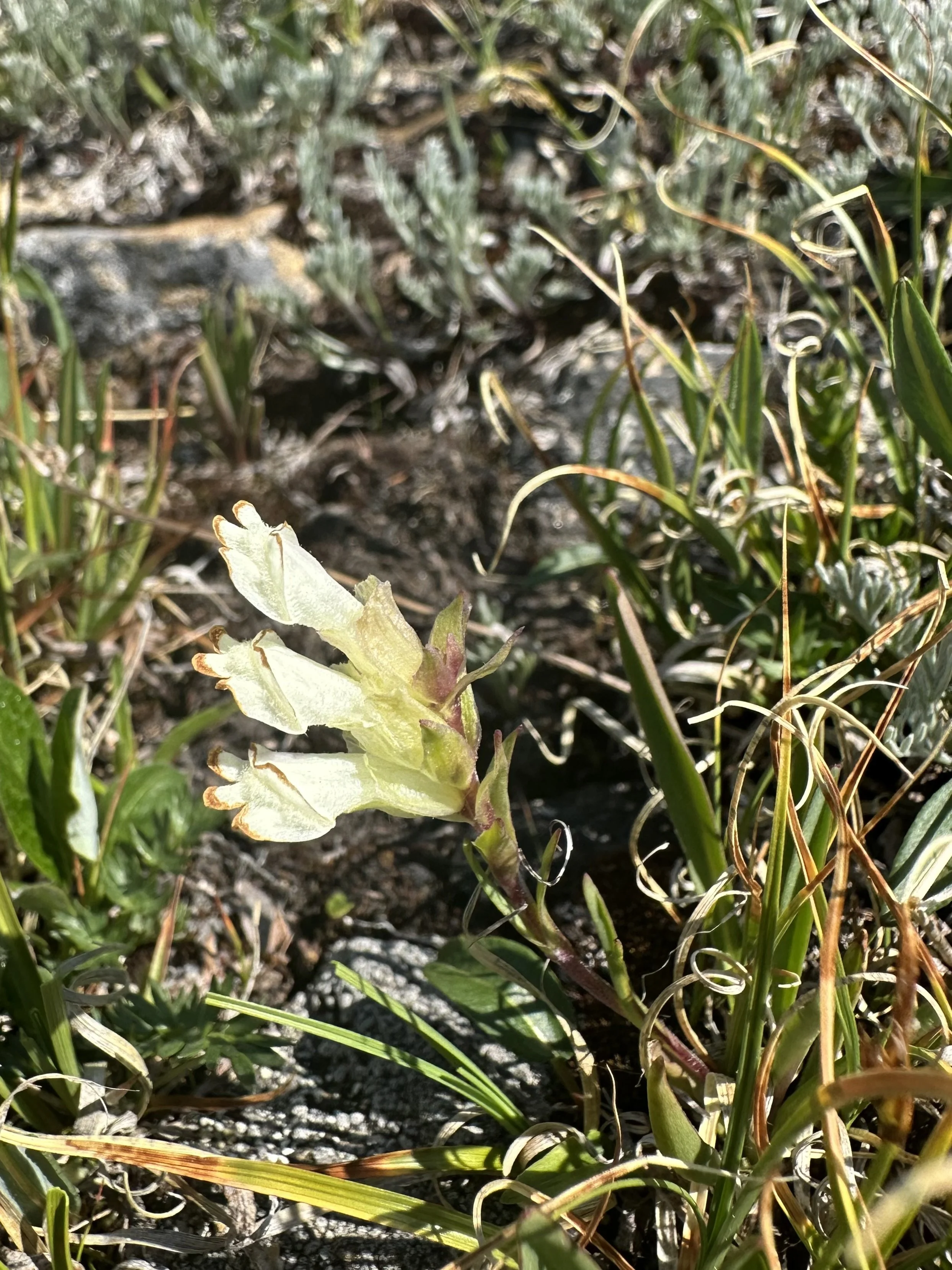 A rare delight