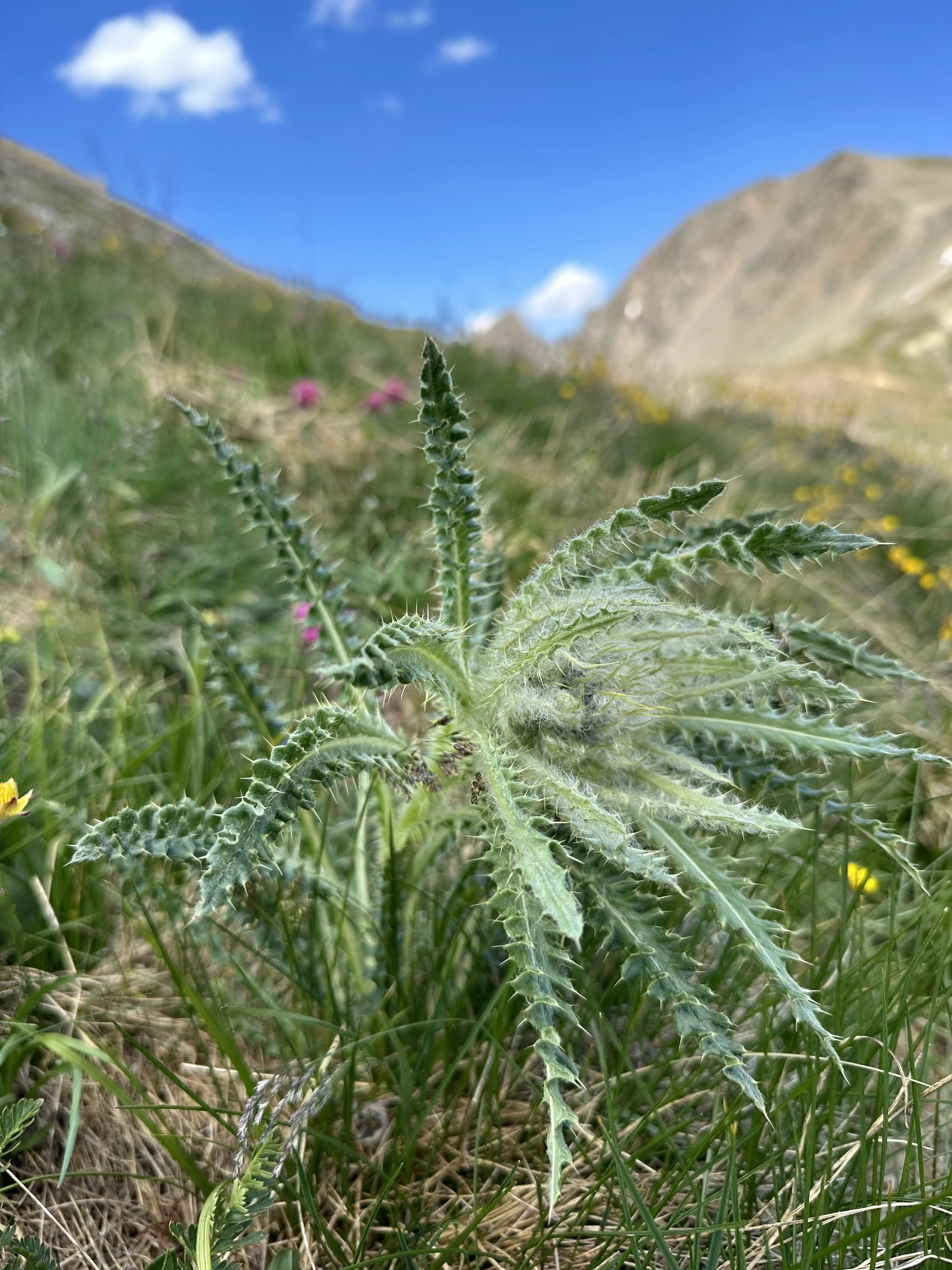 Grandaddy thistle