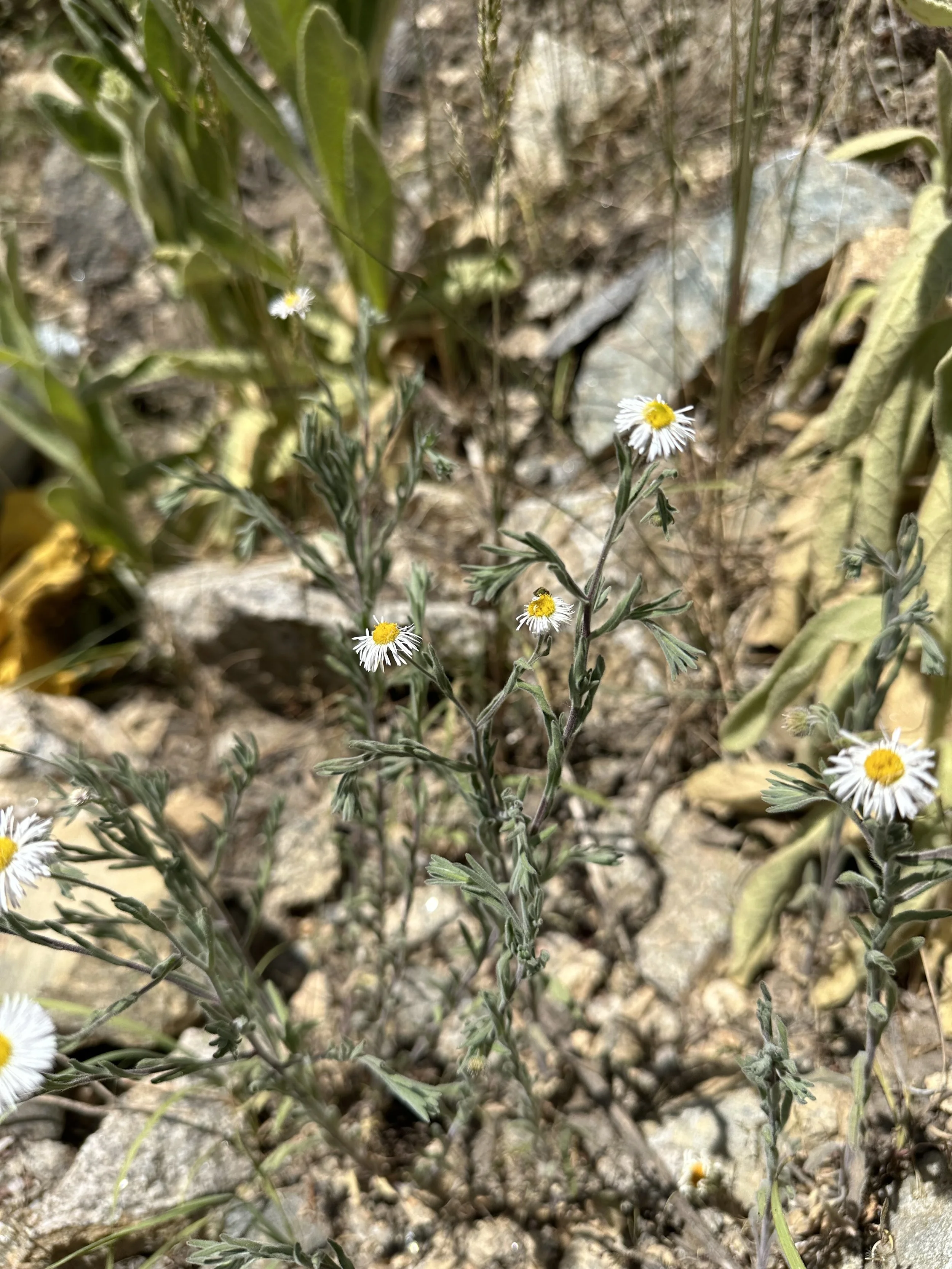 The next round of roadside daisies
