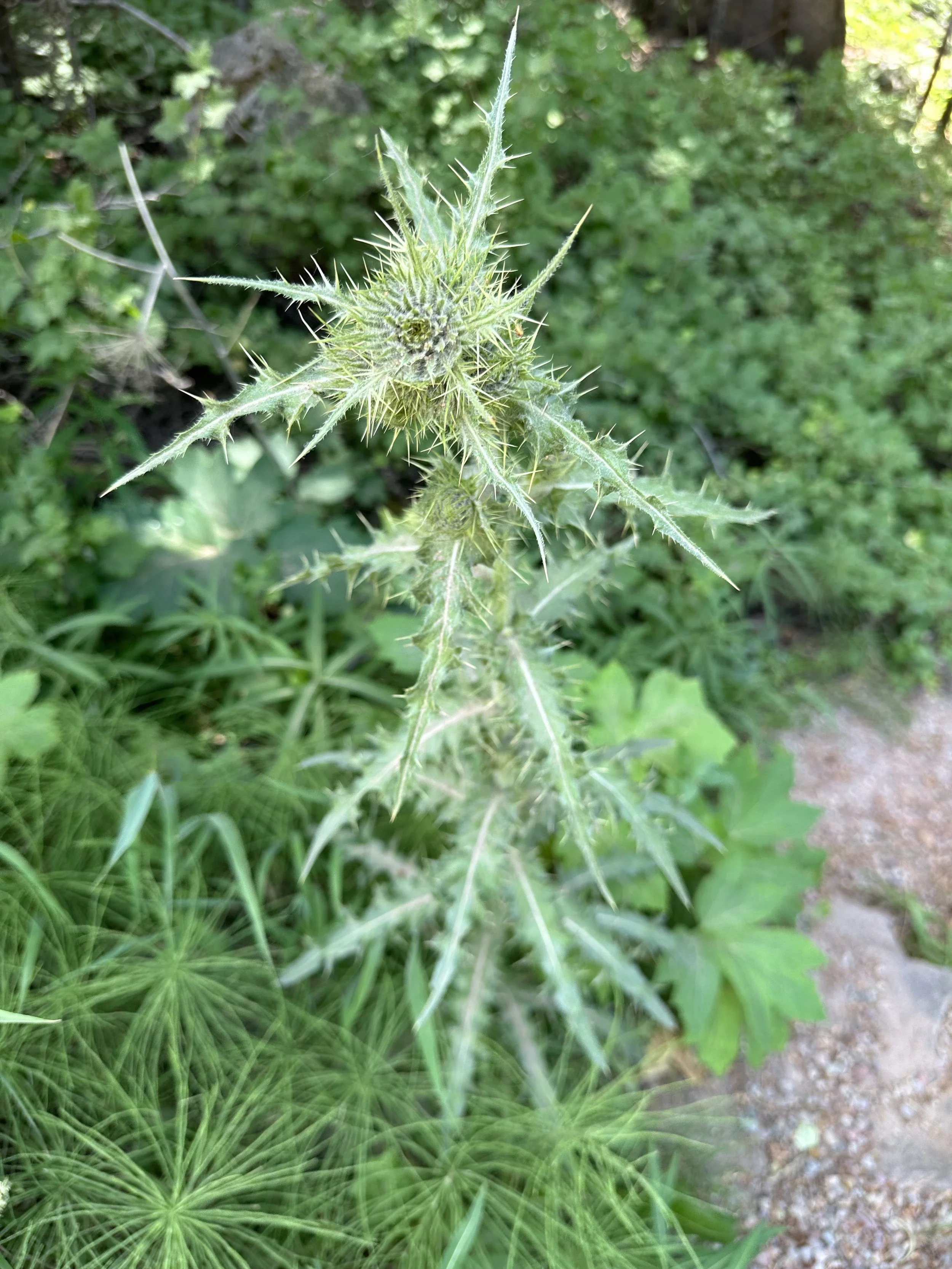 Good thistle!