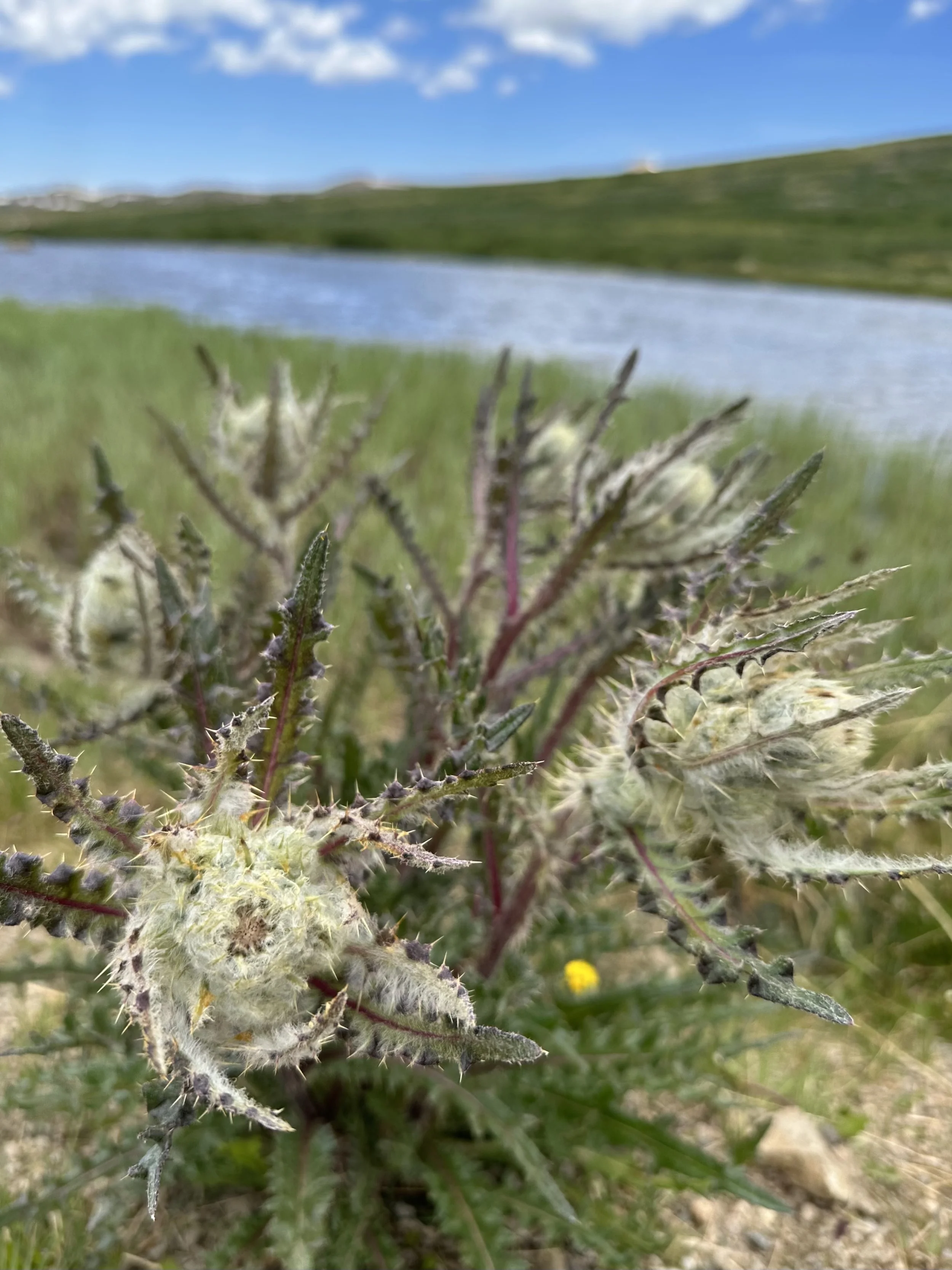 A thistle to embrace (carefully)