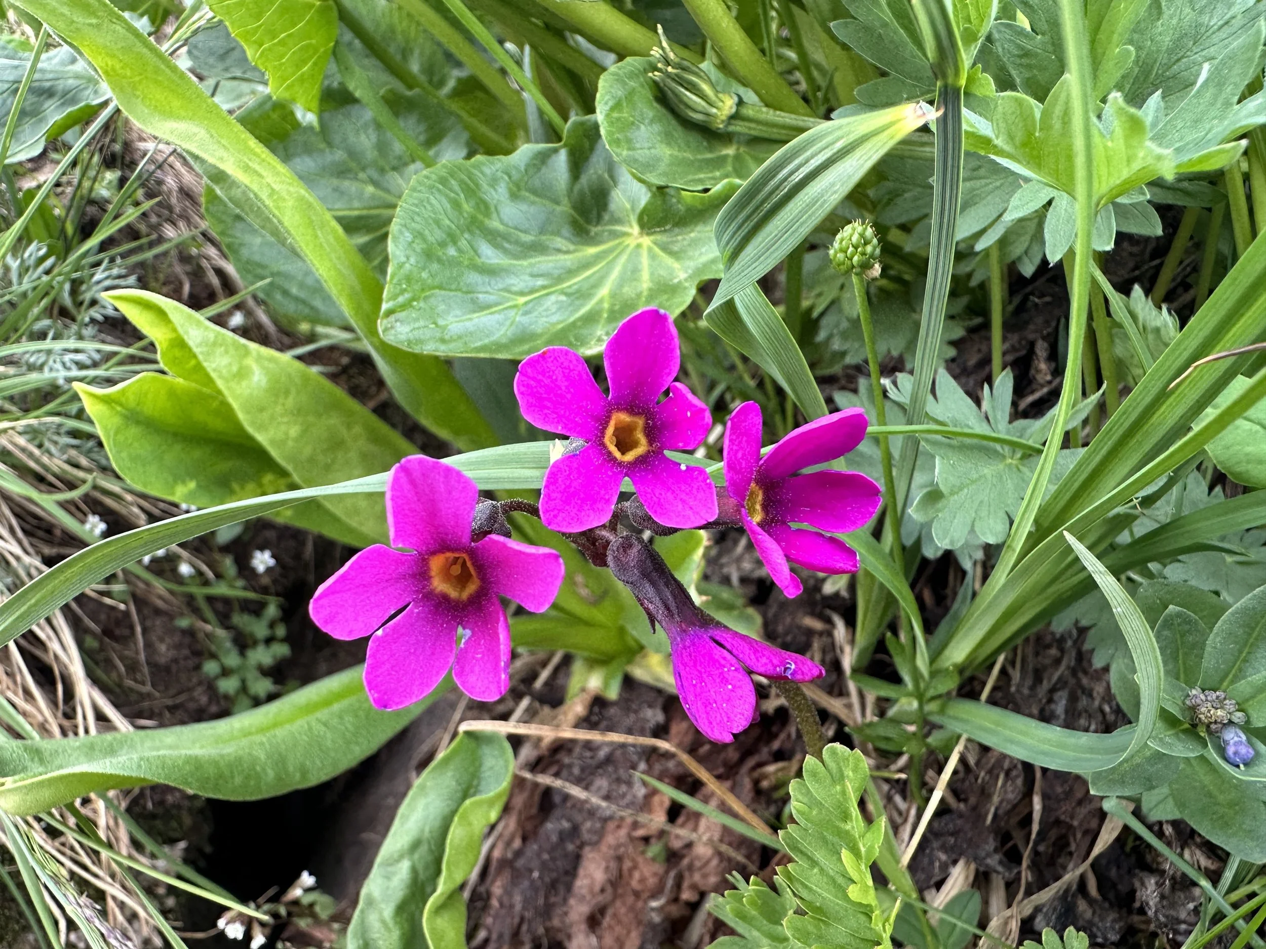 Another smelly beauty