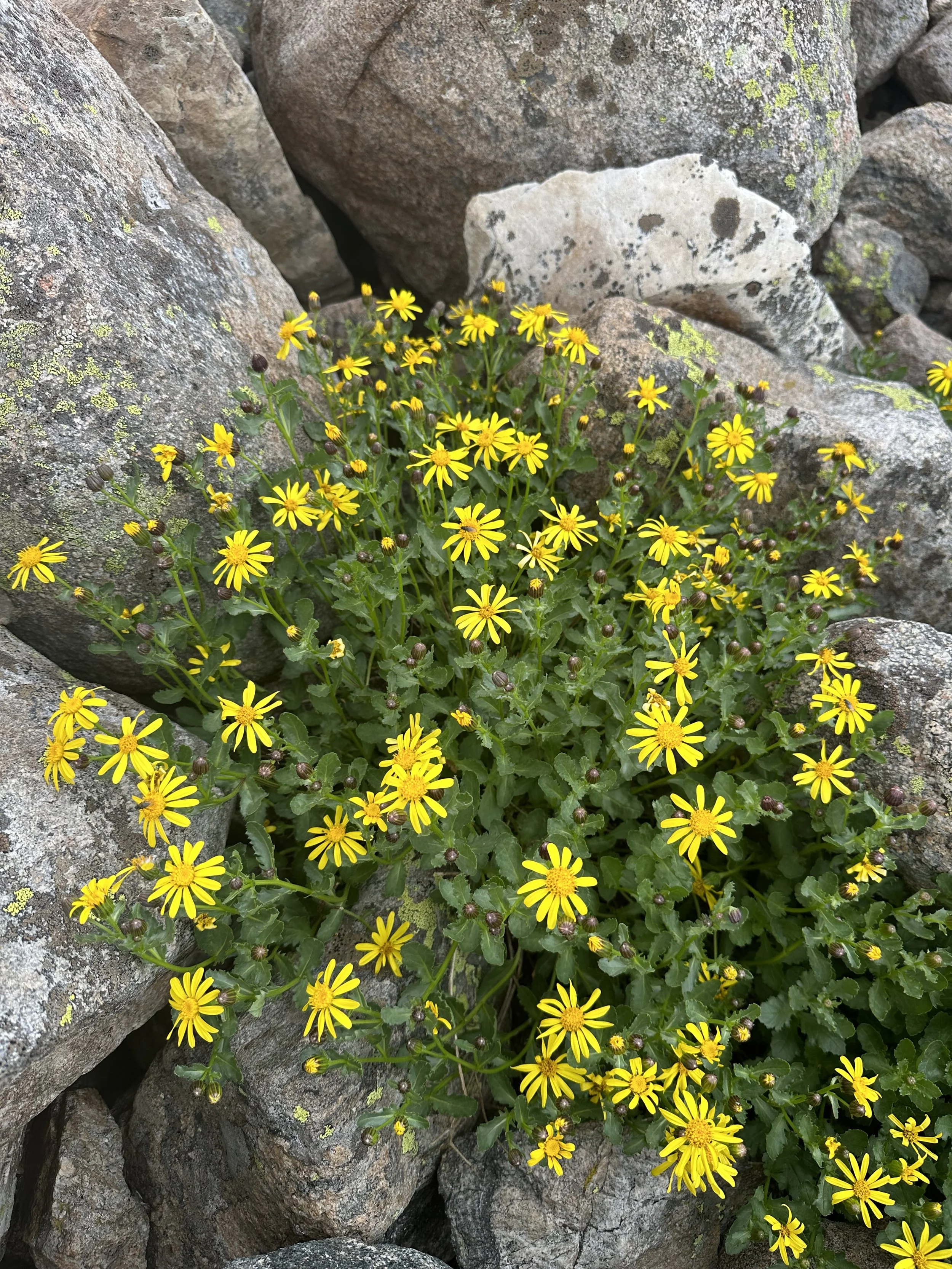 A ragwort never looked so good