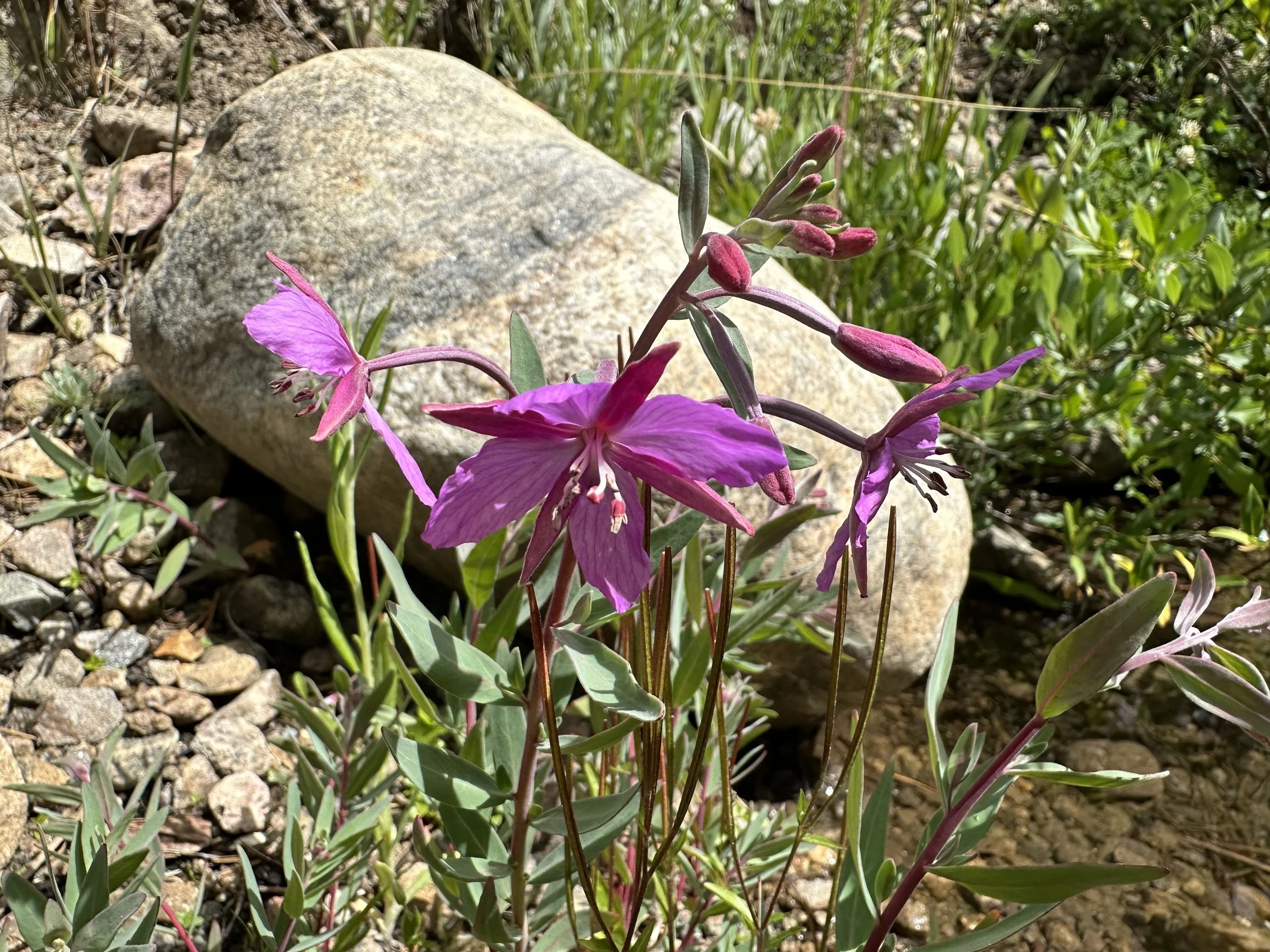 Greenland's national flower