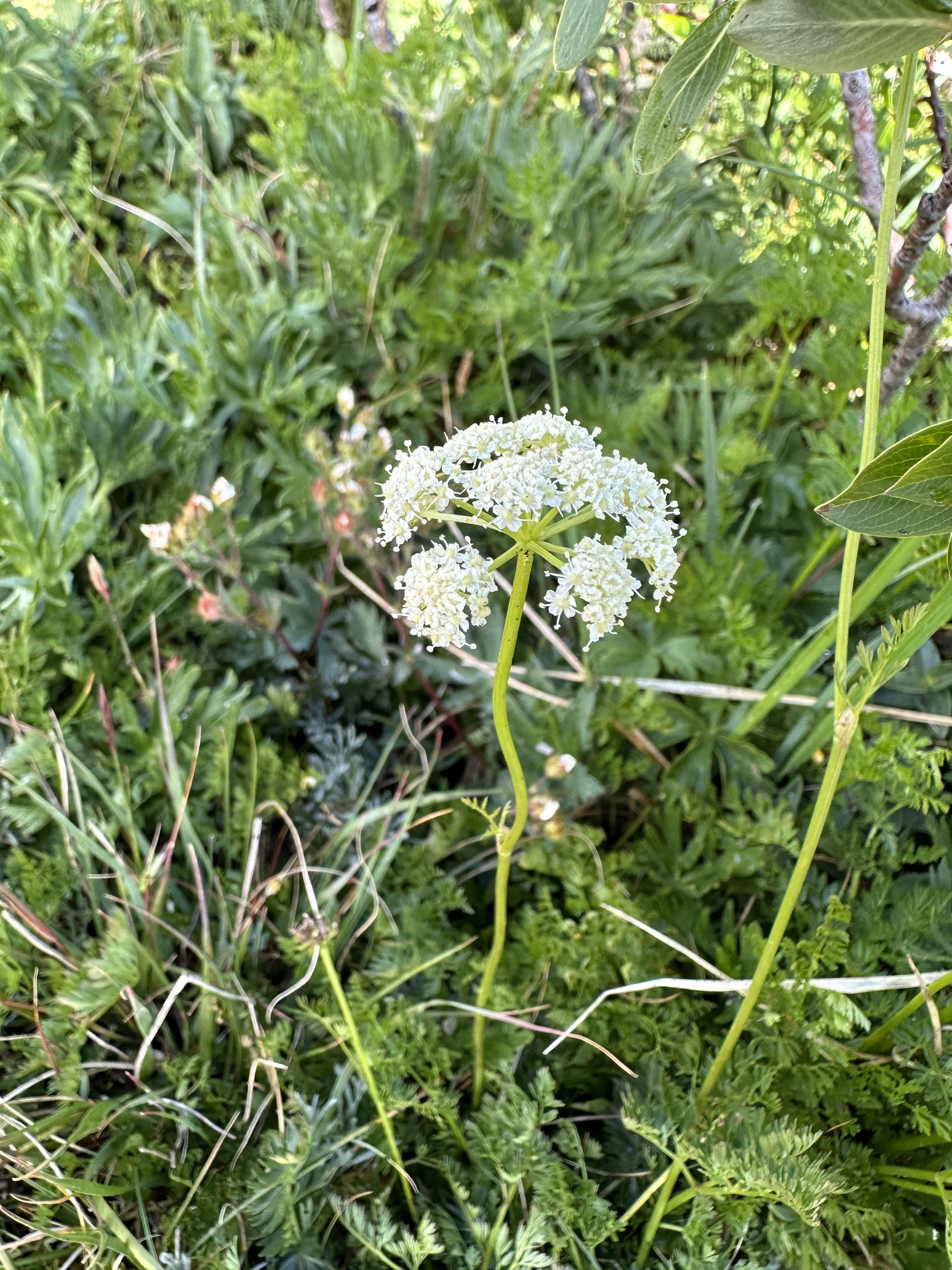 Lakeside hemlock