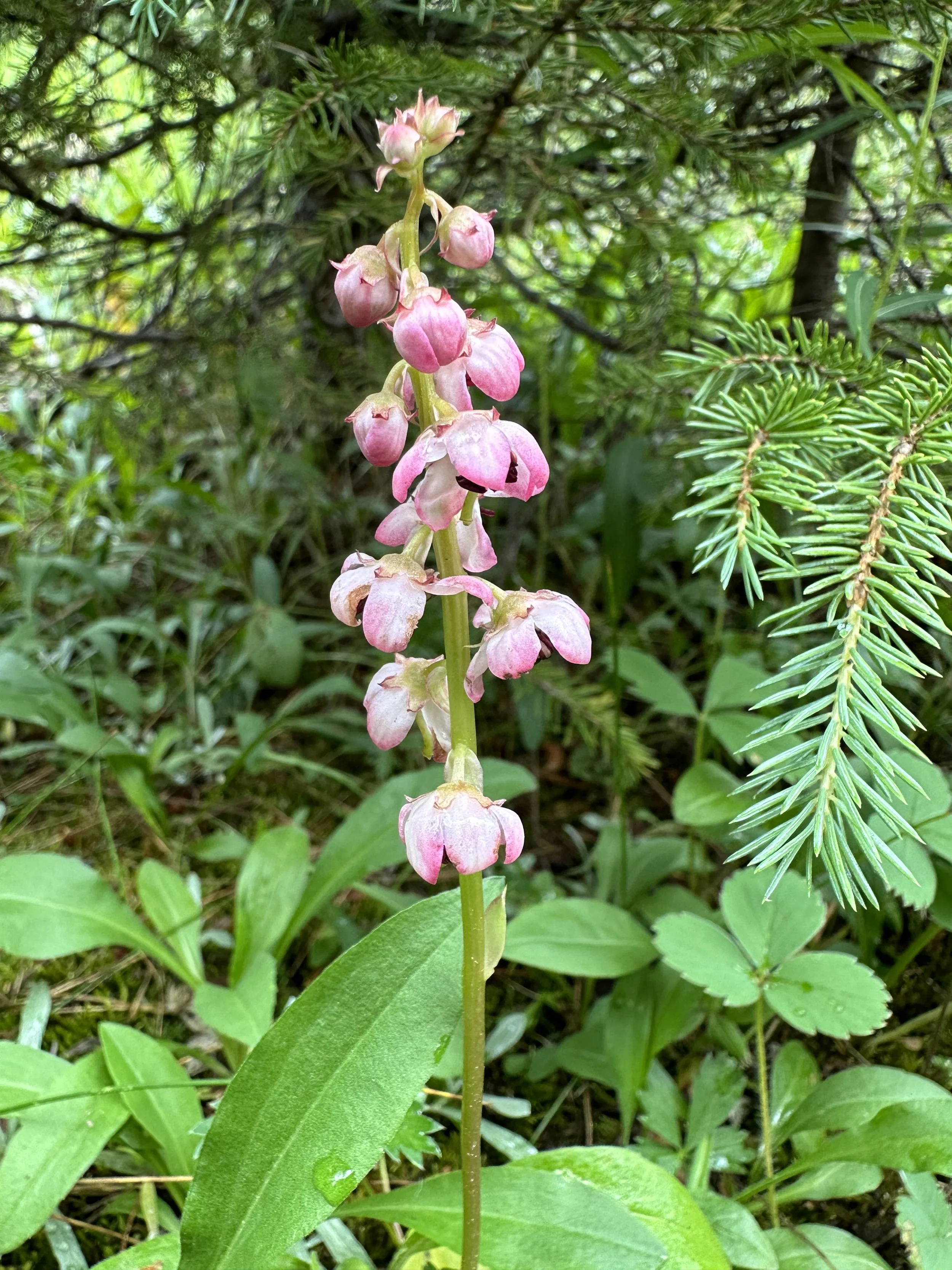 A pink wet woods dweller