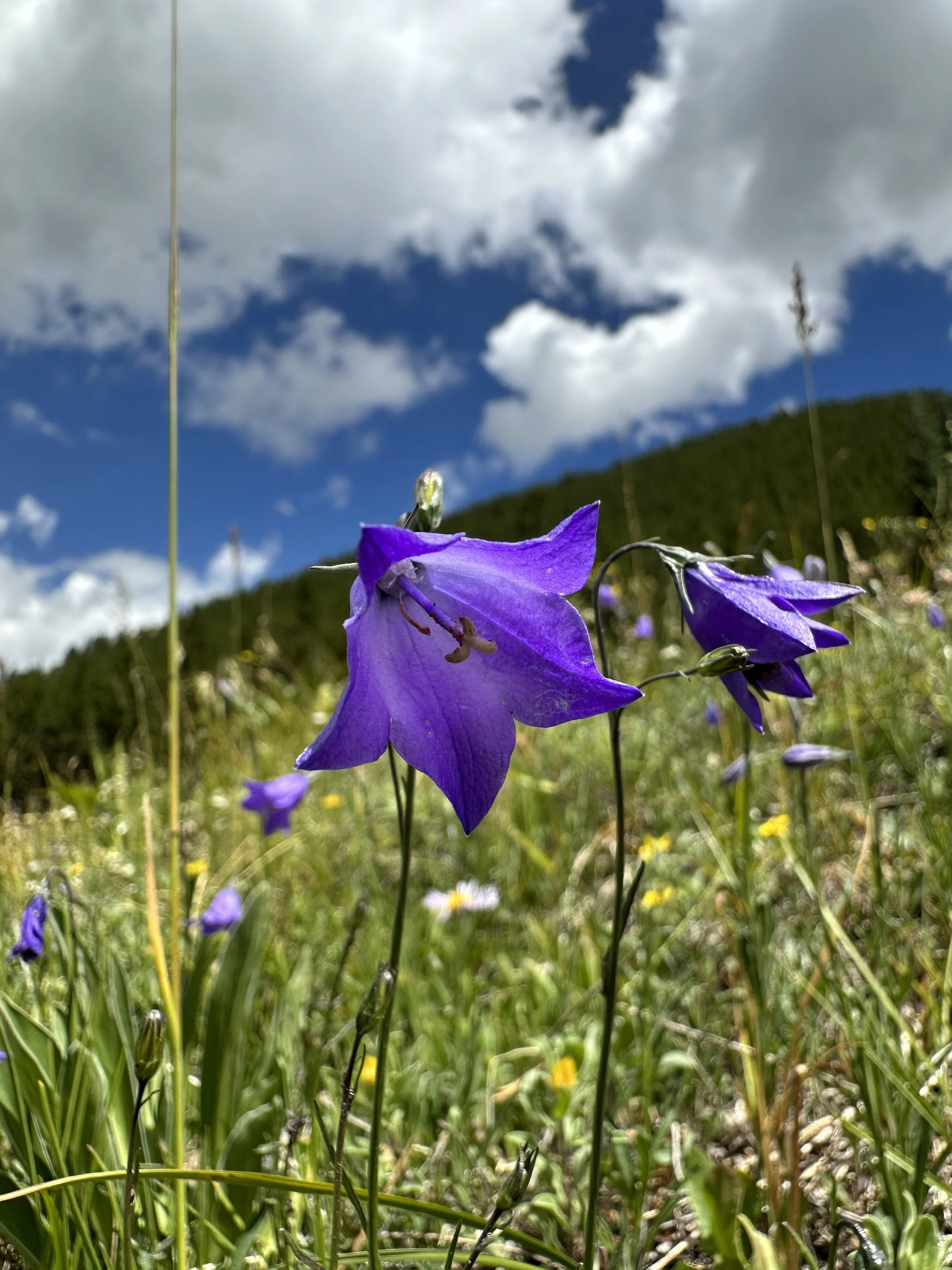 The Scottish bluebell