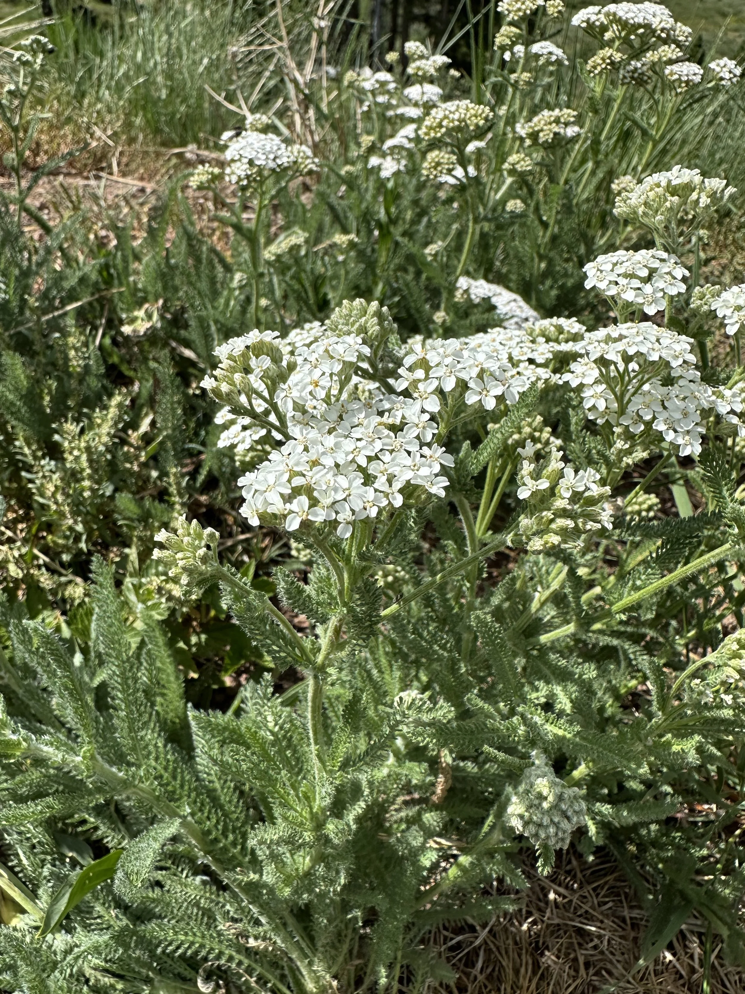 Medicinal wonder