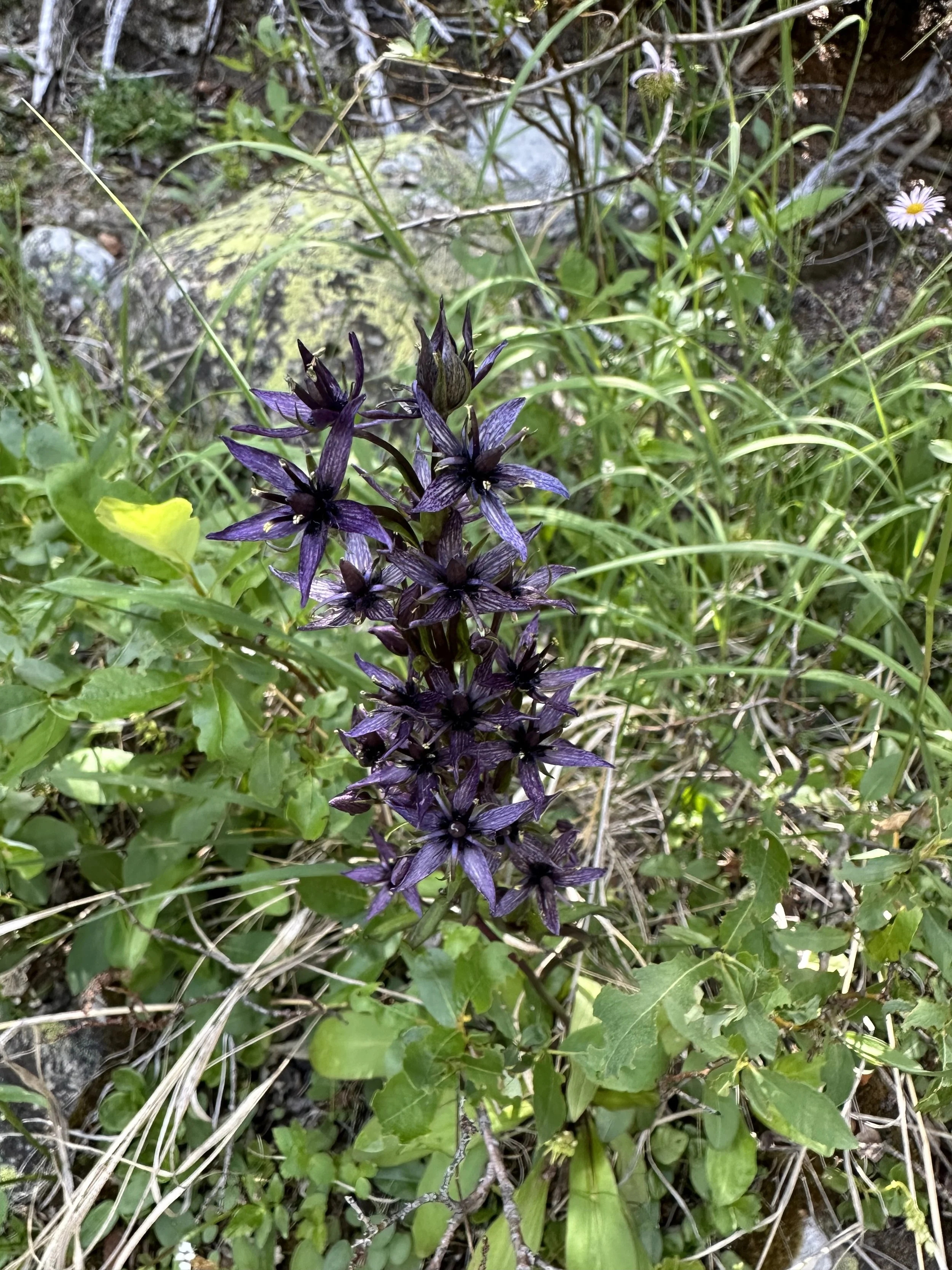 A late summer star
