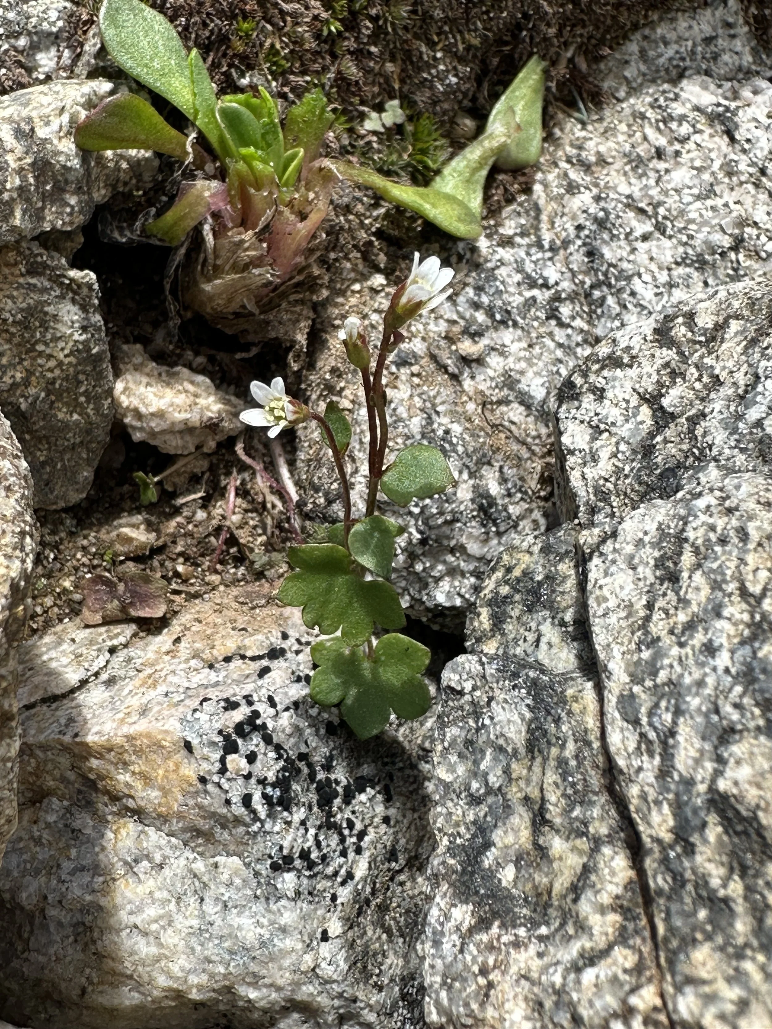 Our smallest (sweetest?) saxifrage