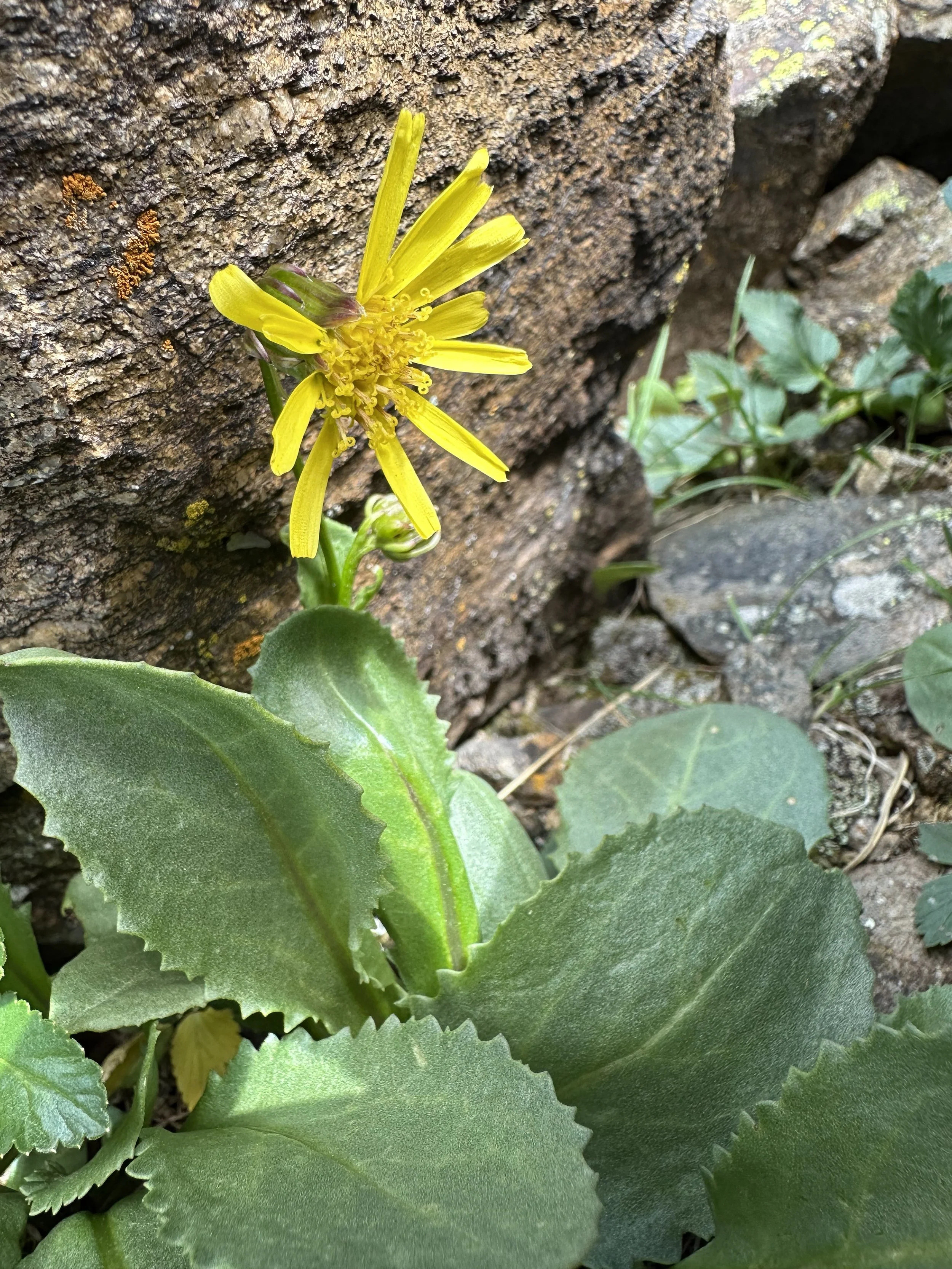 Another alpine ragwort