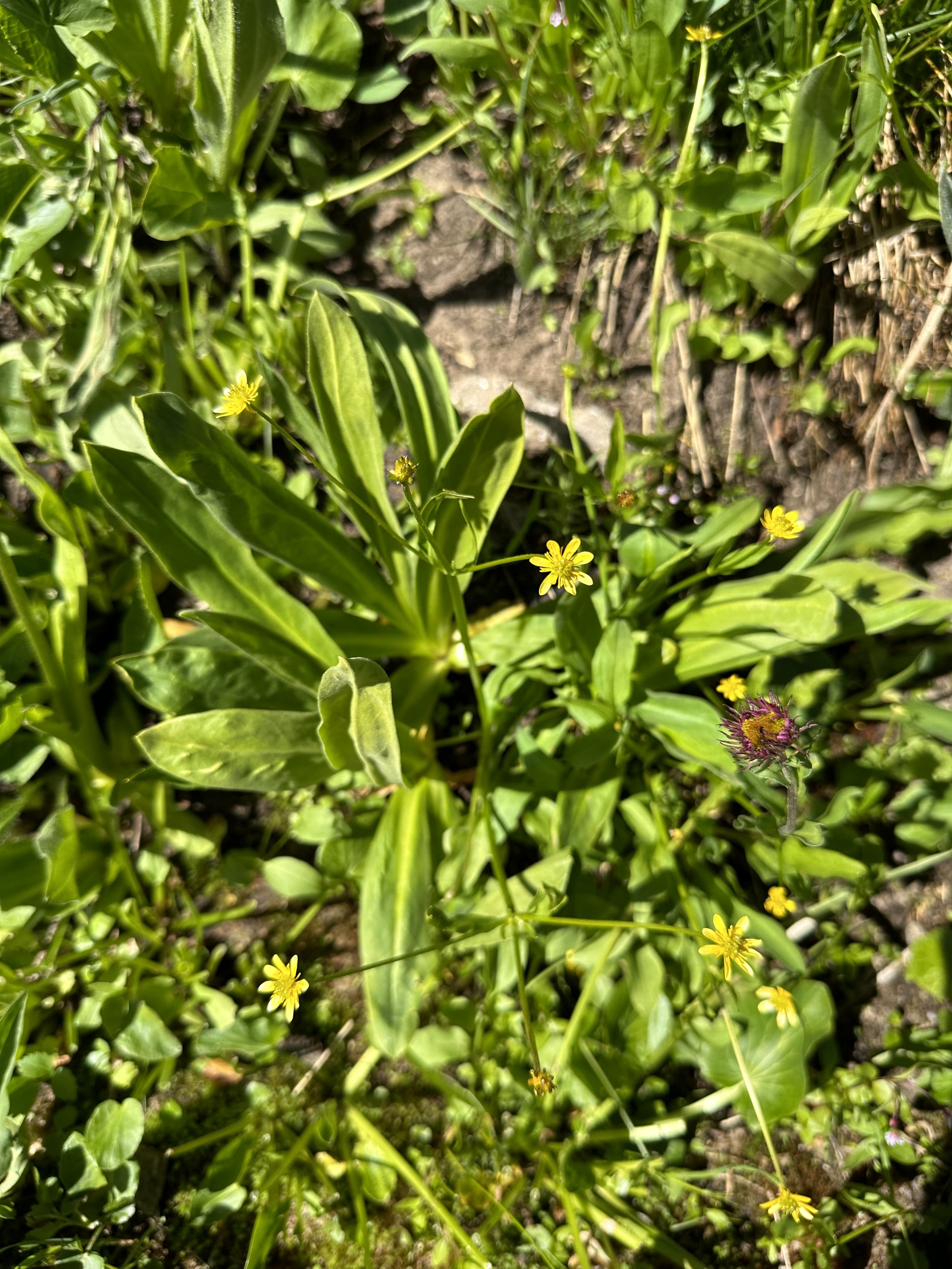 Late-blooming early bloomer