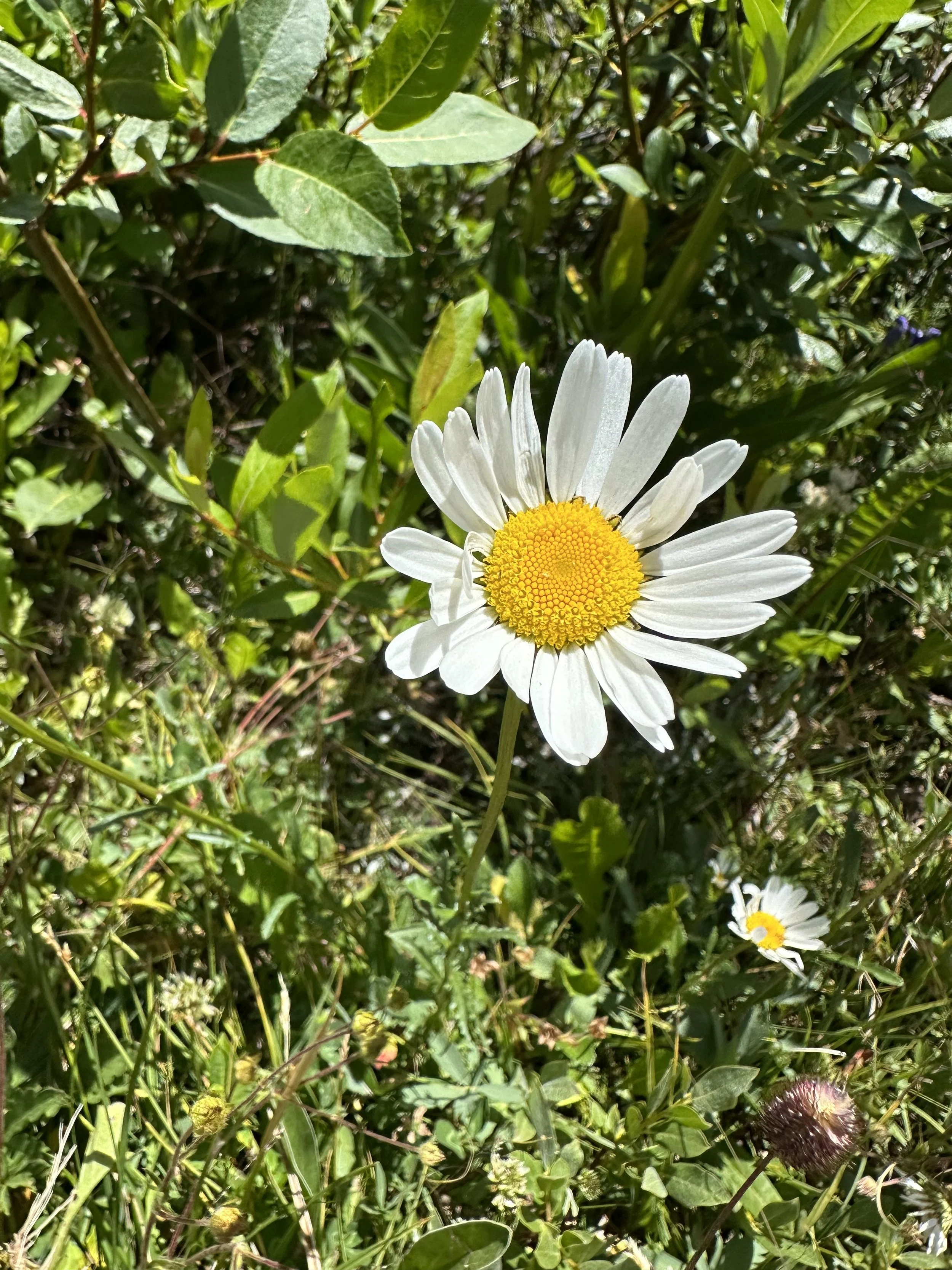 The crazy-making daisy