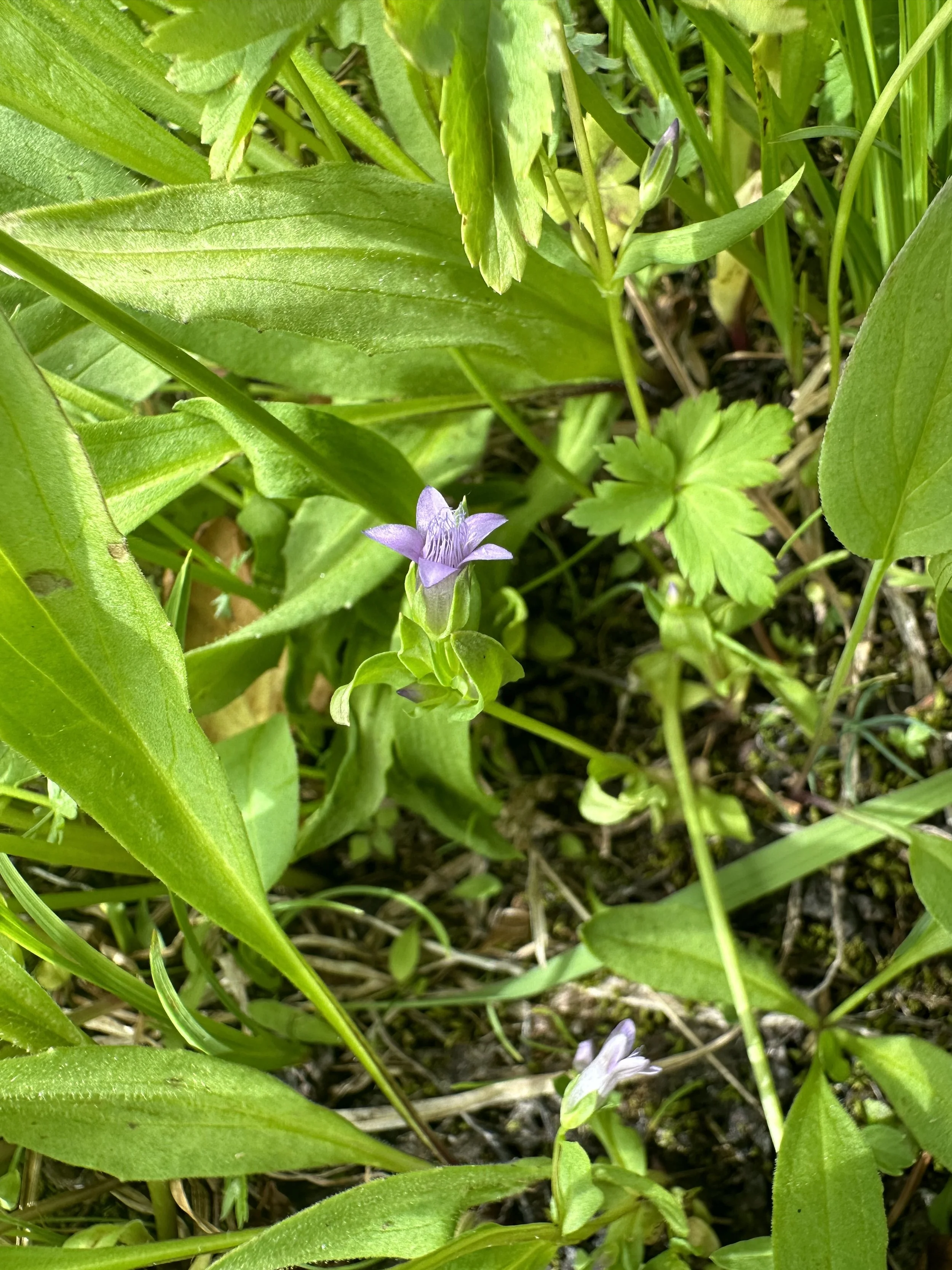 Our lavender gentian